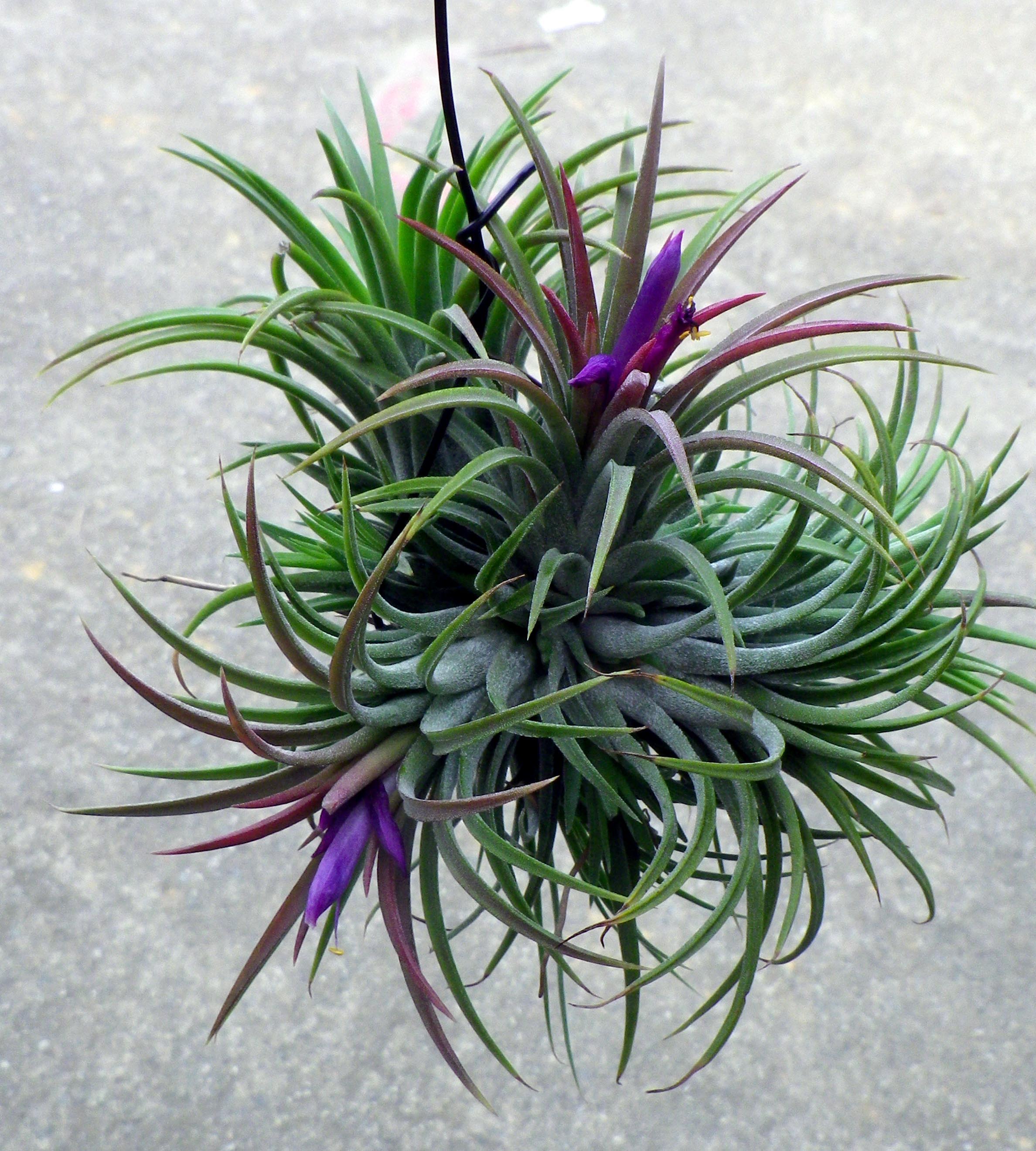 Tillandsia ionantha_3_ Lily Chen_ plant