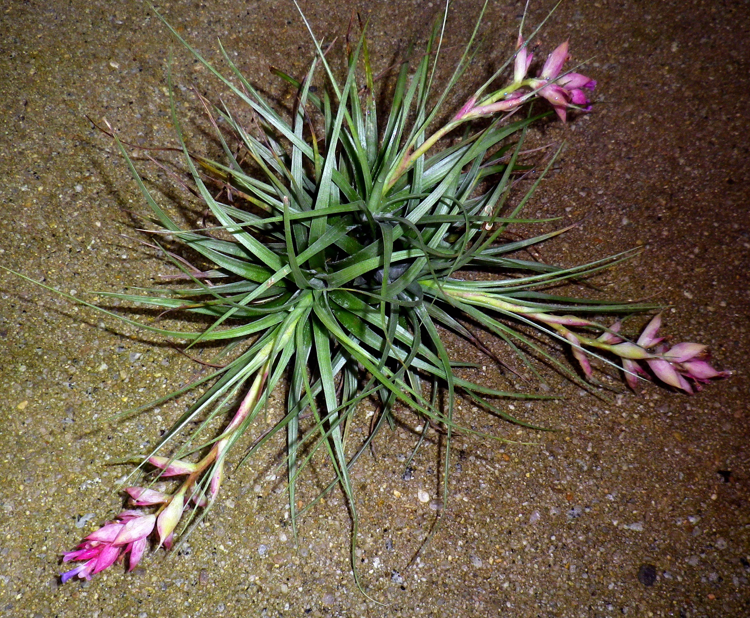 Tillandsia stricta_ 1_ Lily Chen _ plant