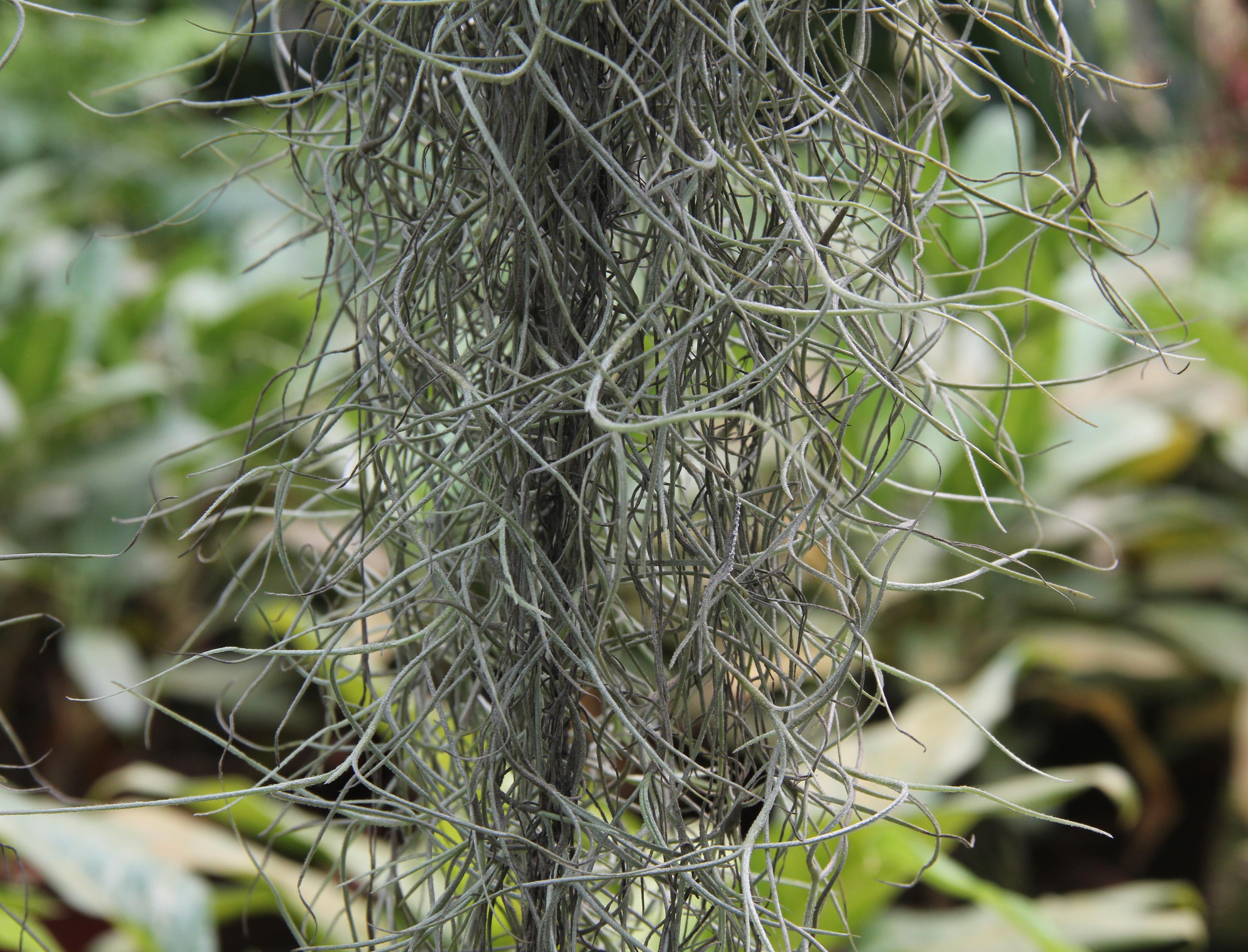 Tillandsia usneoides_ 3_ Pauline Tay_ plant