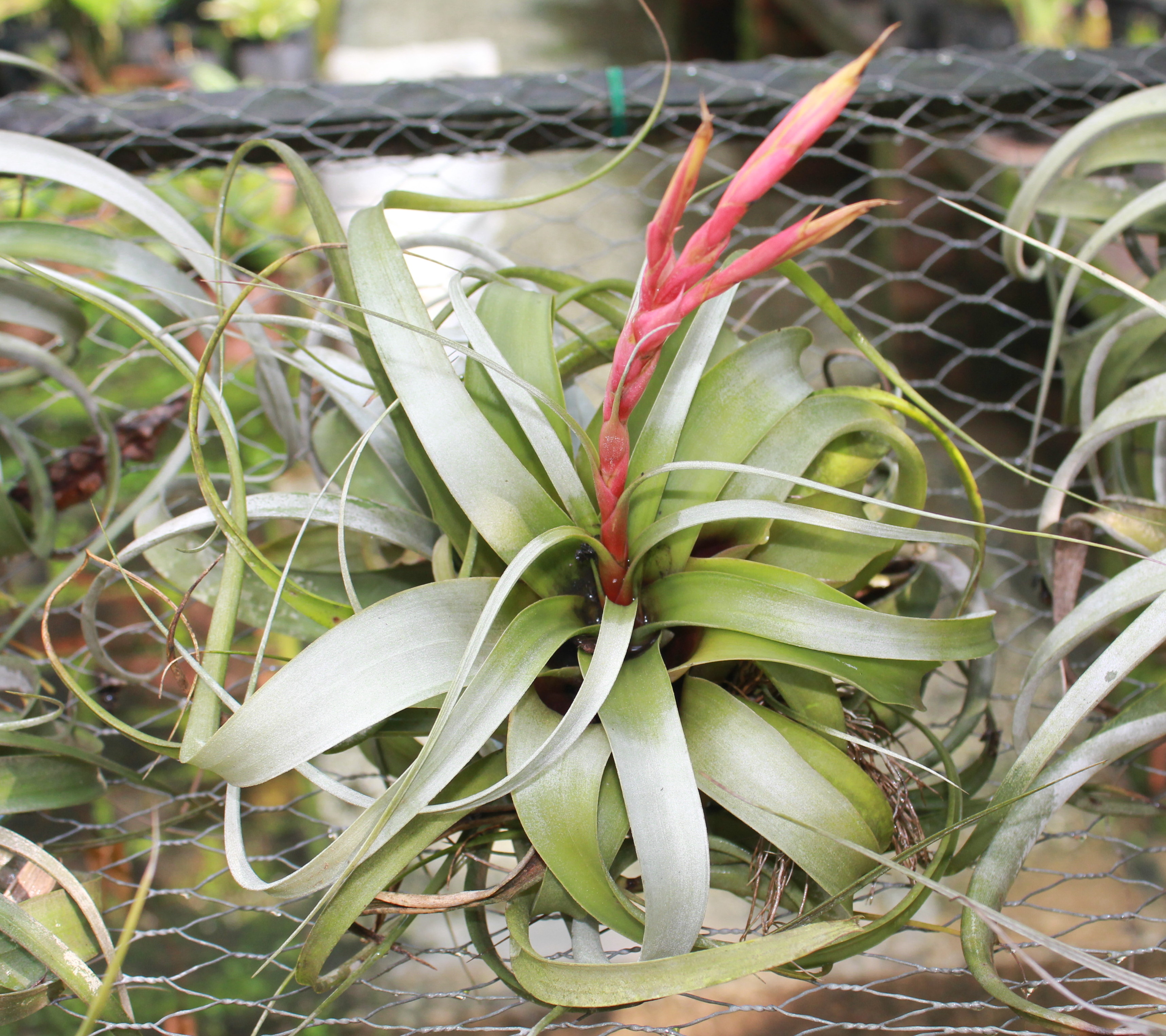 Tillandsia xerographica_2_ Charis Chiang_ plant