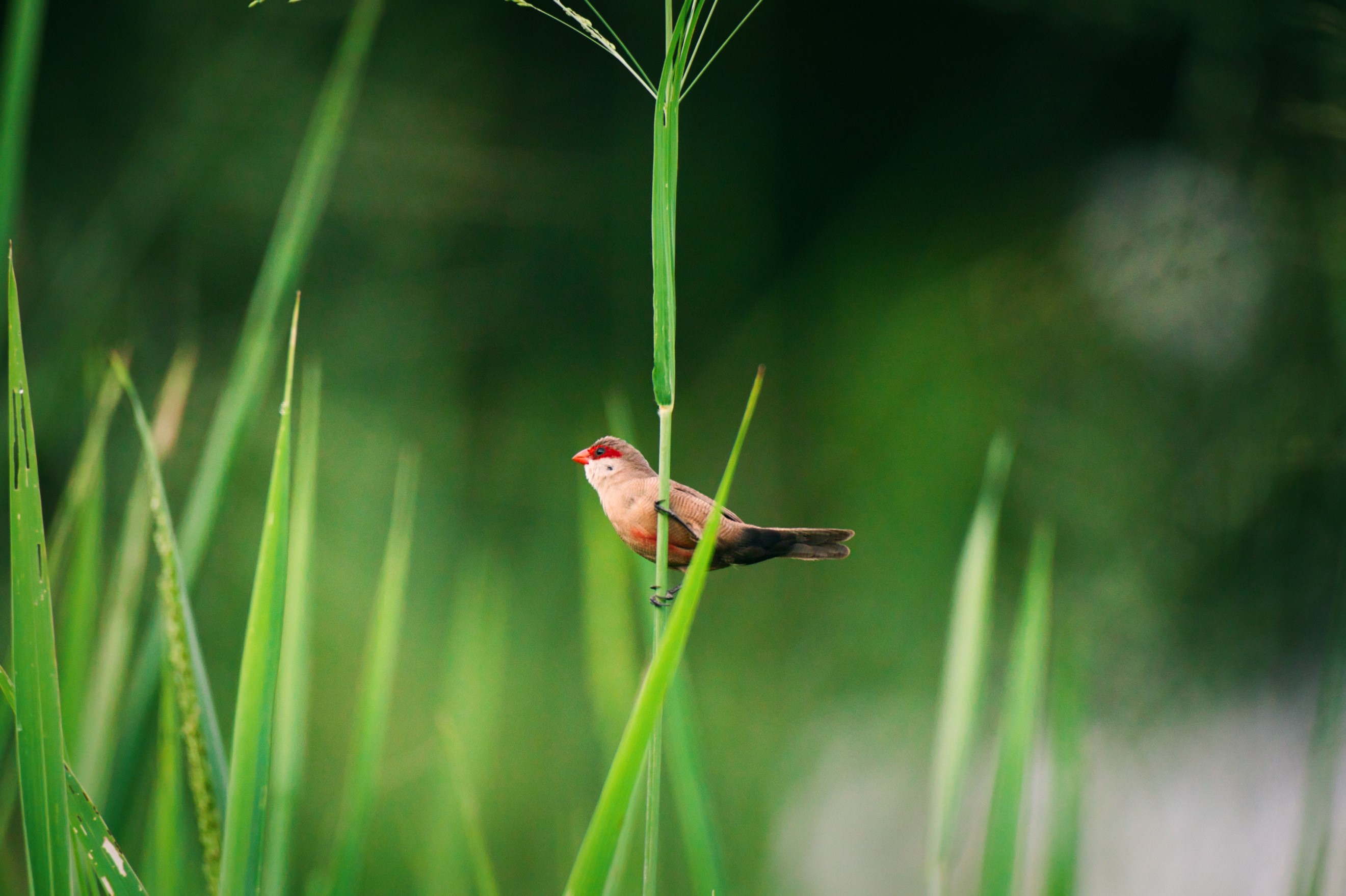 Waxbill