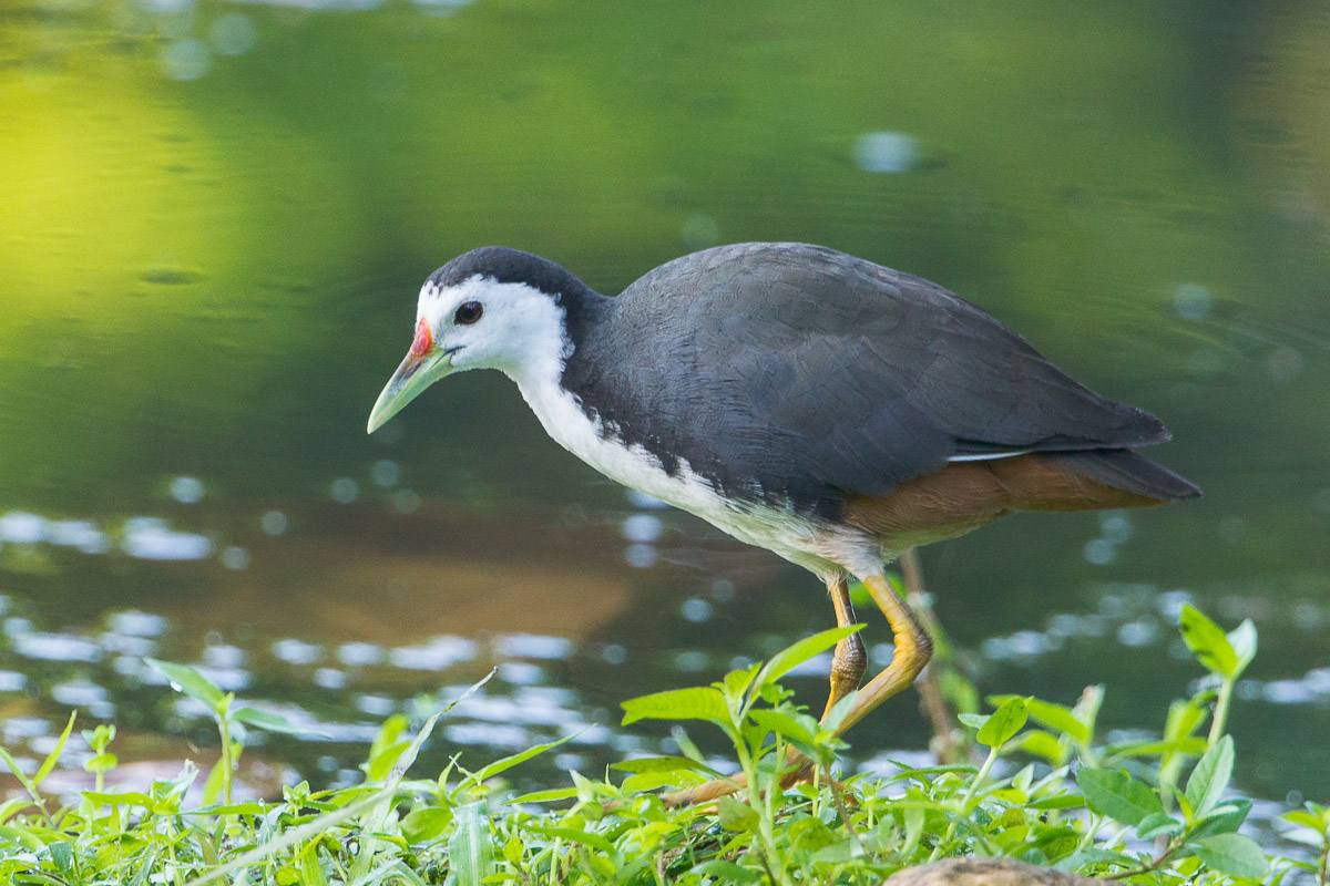 White-breasted Waterhen-FYAP4911-108EOS1D-120208