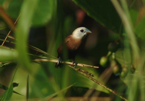 White Headed Munia