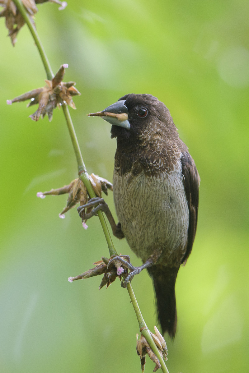 white-rumped-munia-180125-107nd500-fyp_6238