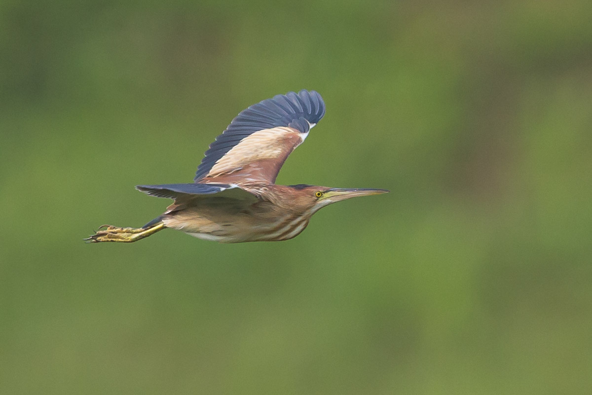 Yellow Bittern-FY1X0573-113EOS1D-140118