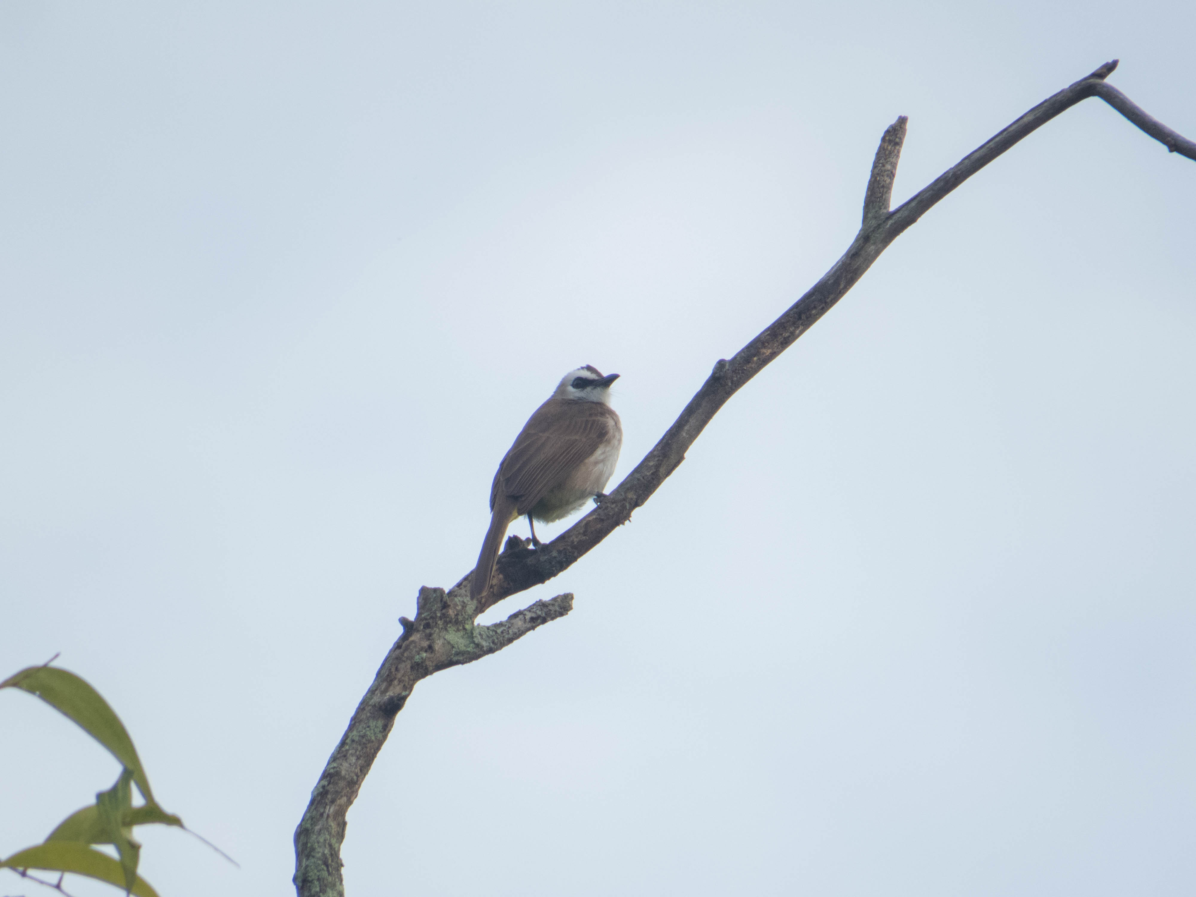 yellow vented bulbul_Tok Yin Xin