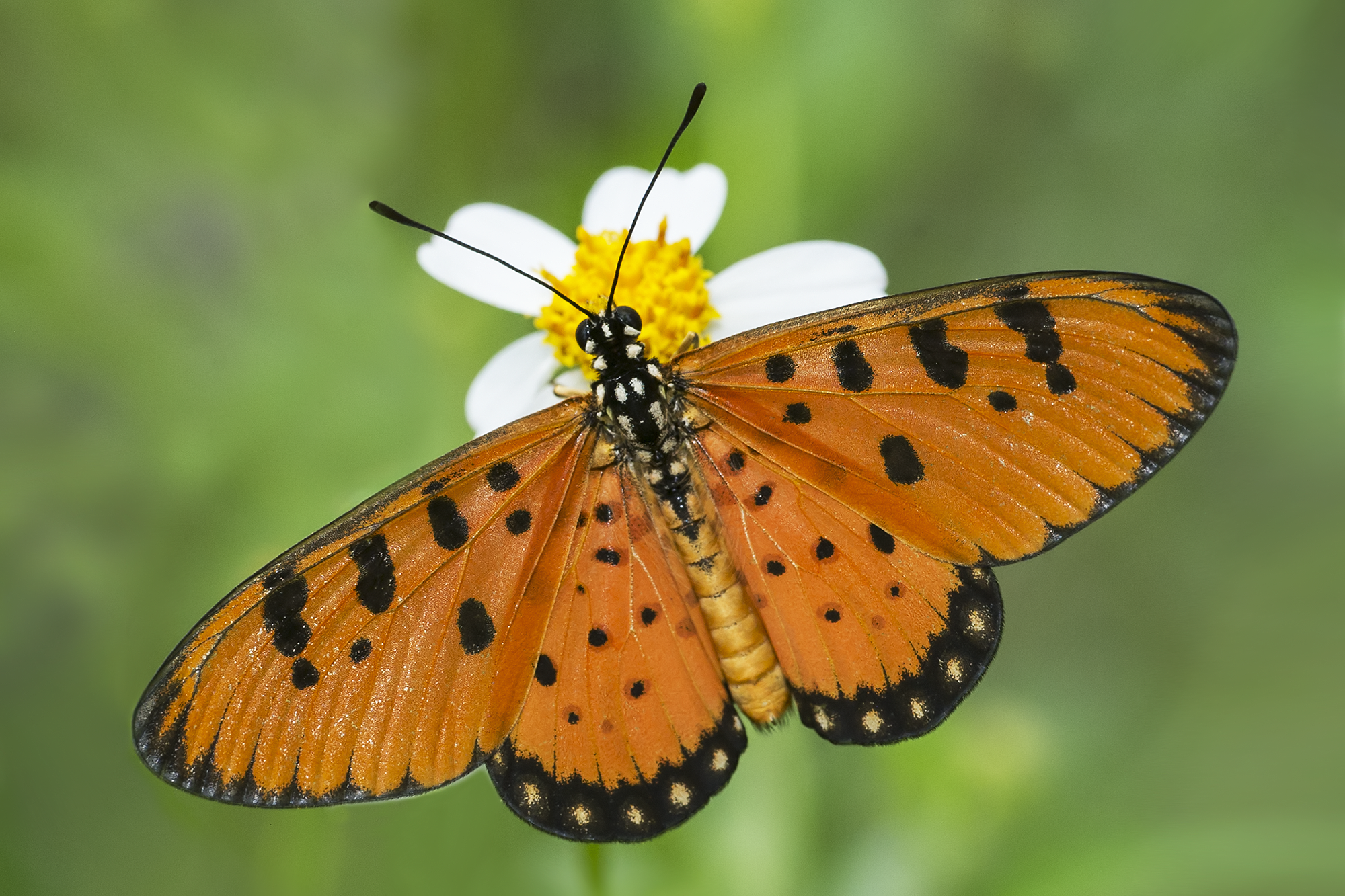 0_Acraea terpsicore (Tawny Coster) 06a - Khew Sin Khoon