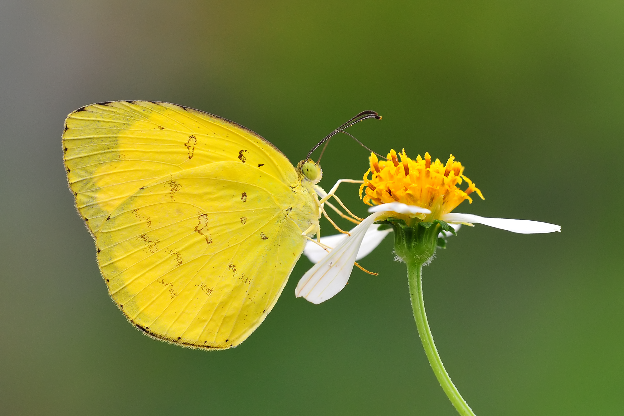 0_Eurema hecabe contubernalis