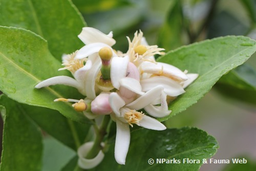 0_Lemon Flower (Shi Biying)