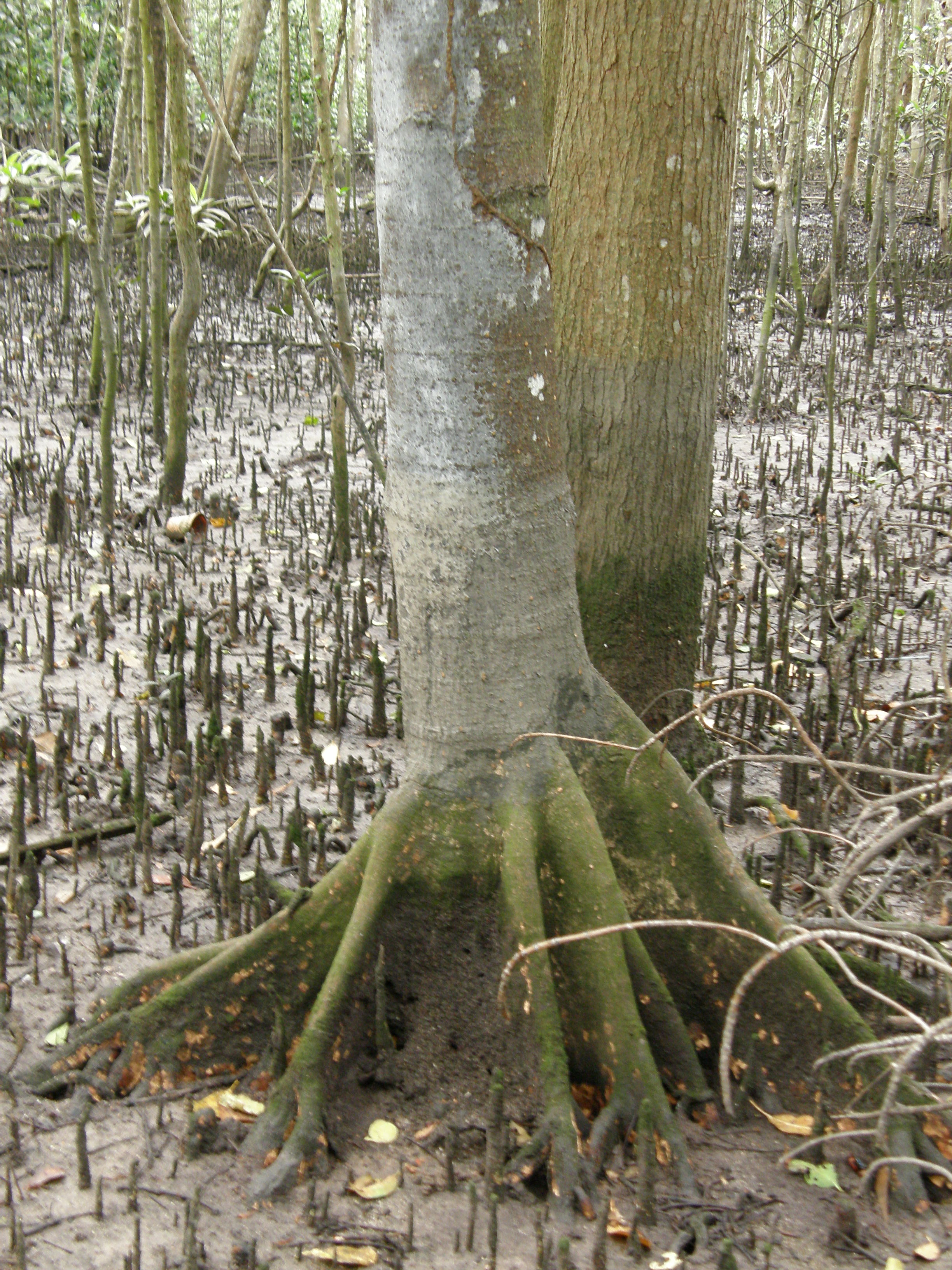 2 Bruguiera hainesii_ root_ Chua Jit Chern