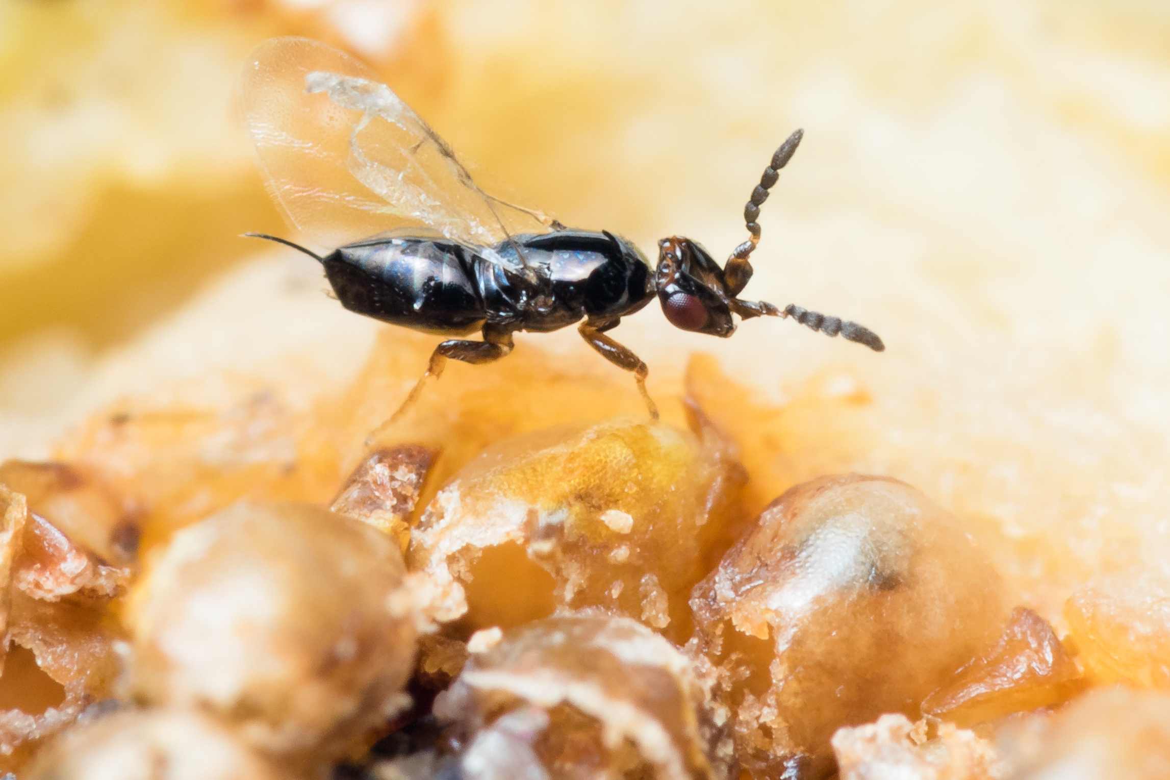 20170301 ficus variegata fig wasp Ceratosolen appendiculatus sbg (1 of 1)_copyright zestin soh