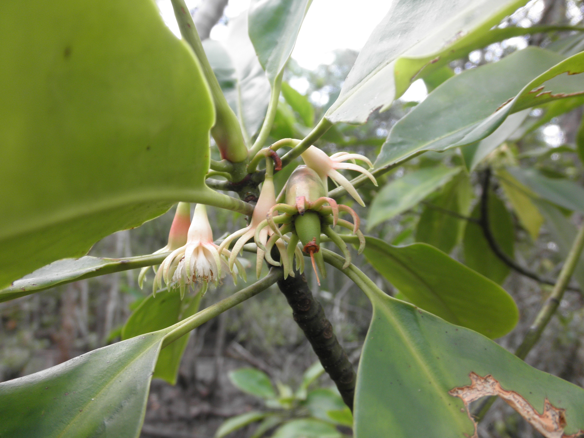 3 Bruguiera hainesii_ flower_ Koh Kwan Siong