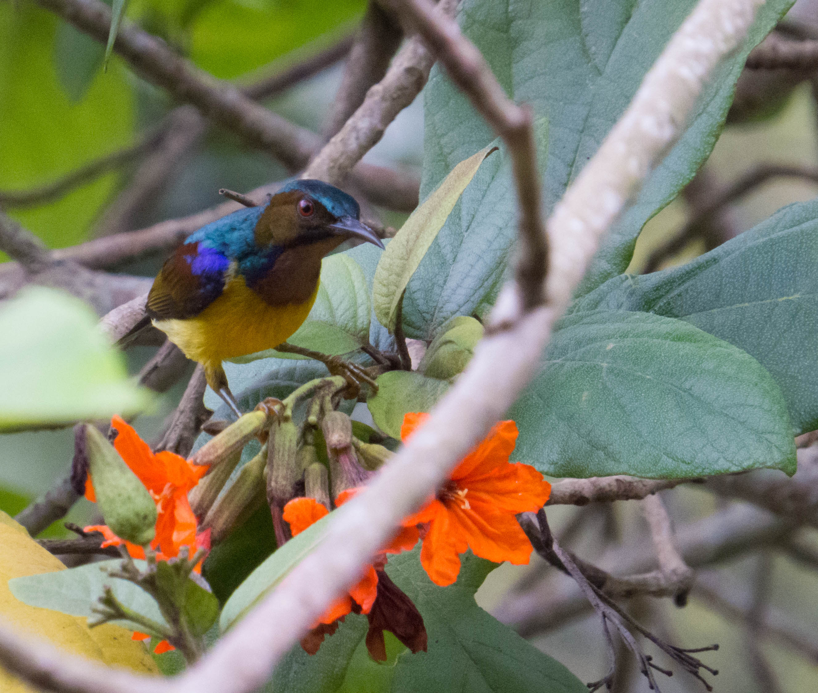 5. male brown throated_Tok Yin Xin