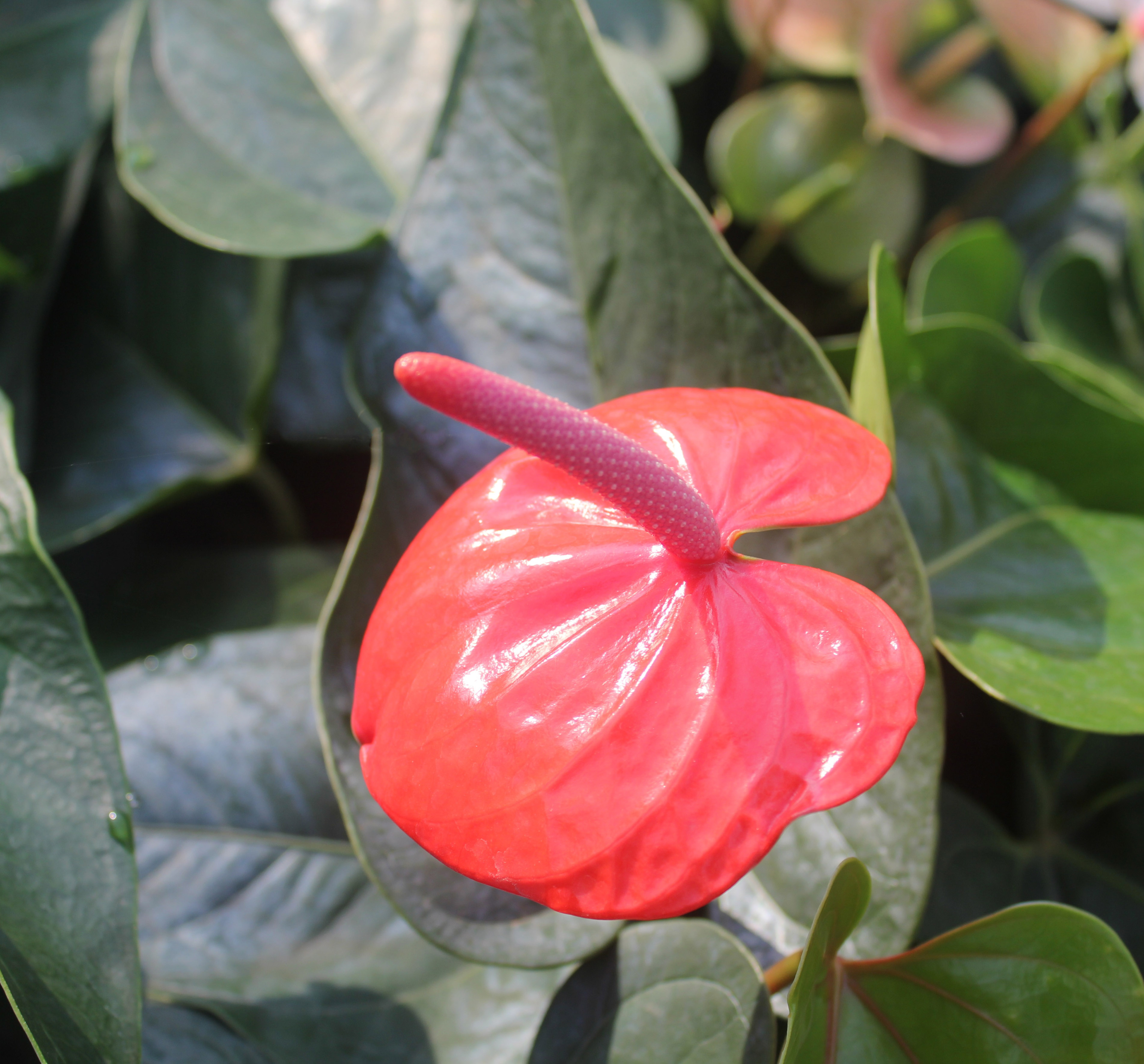 Anthurium andraeanum_Pauline Tay