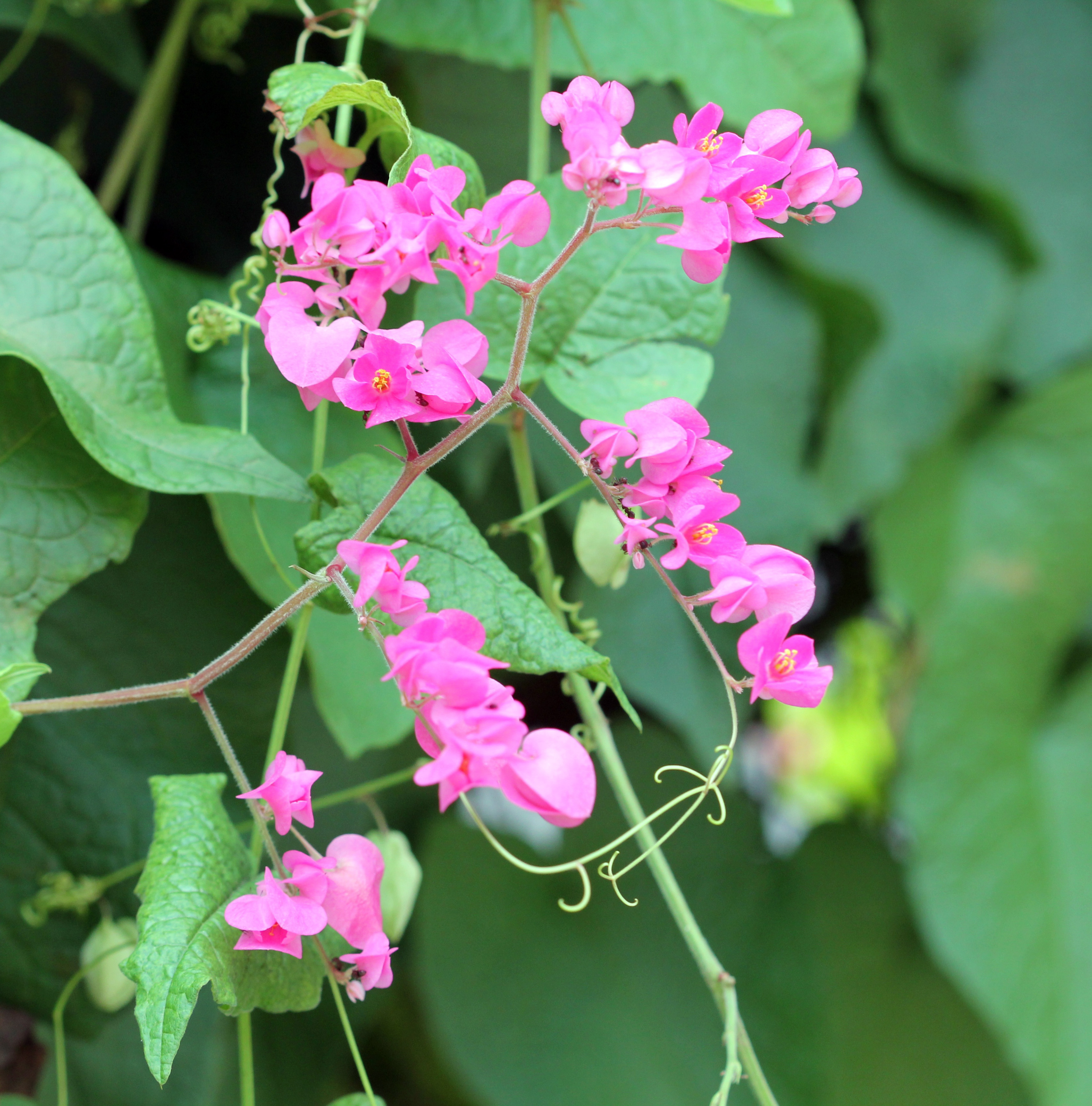 Antigonon leptopus_Pauline Tay