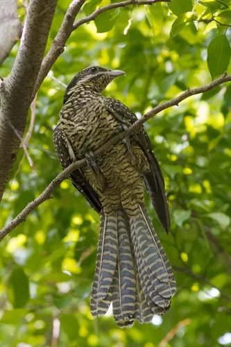 Asian Koel female Francis Yap