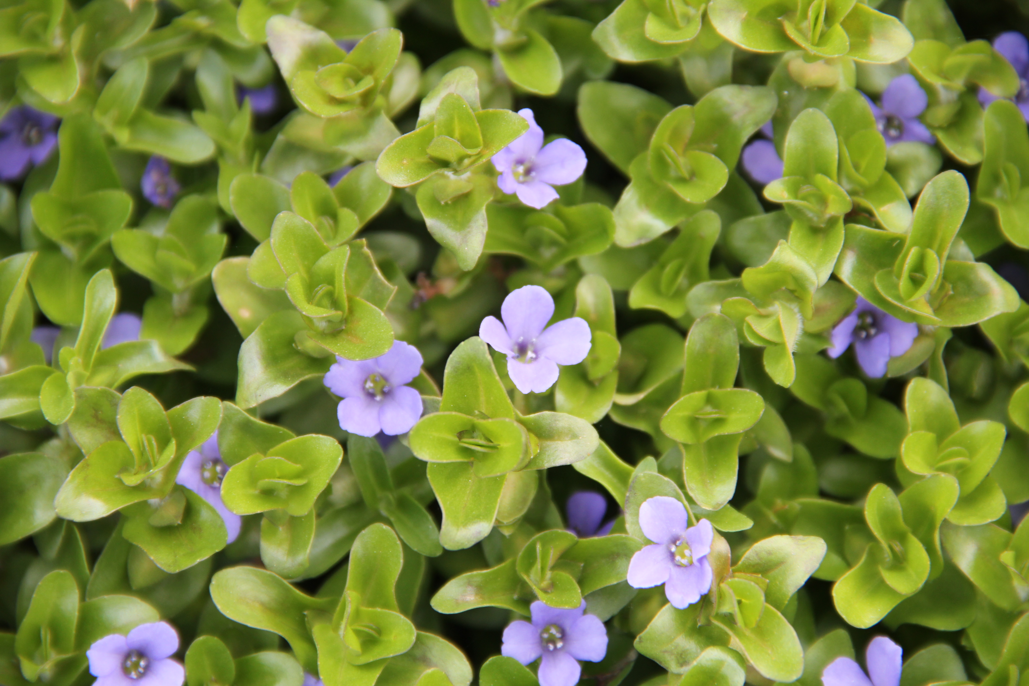 Bacopa caroliniana_Justin Chua