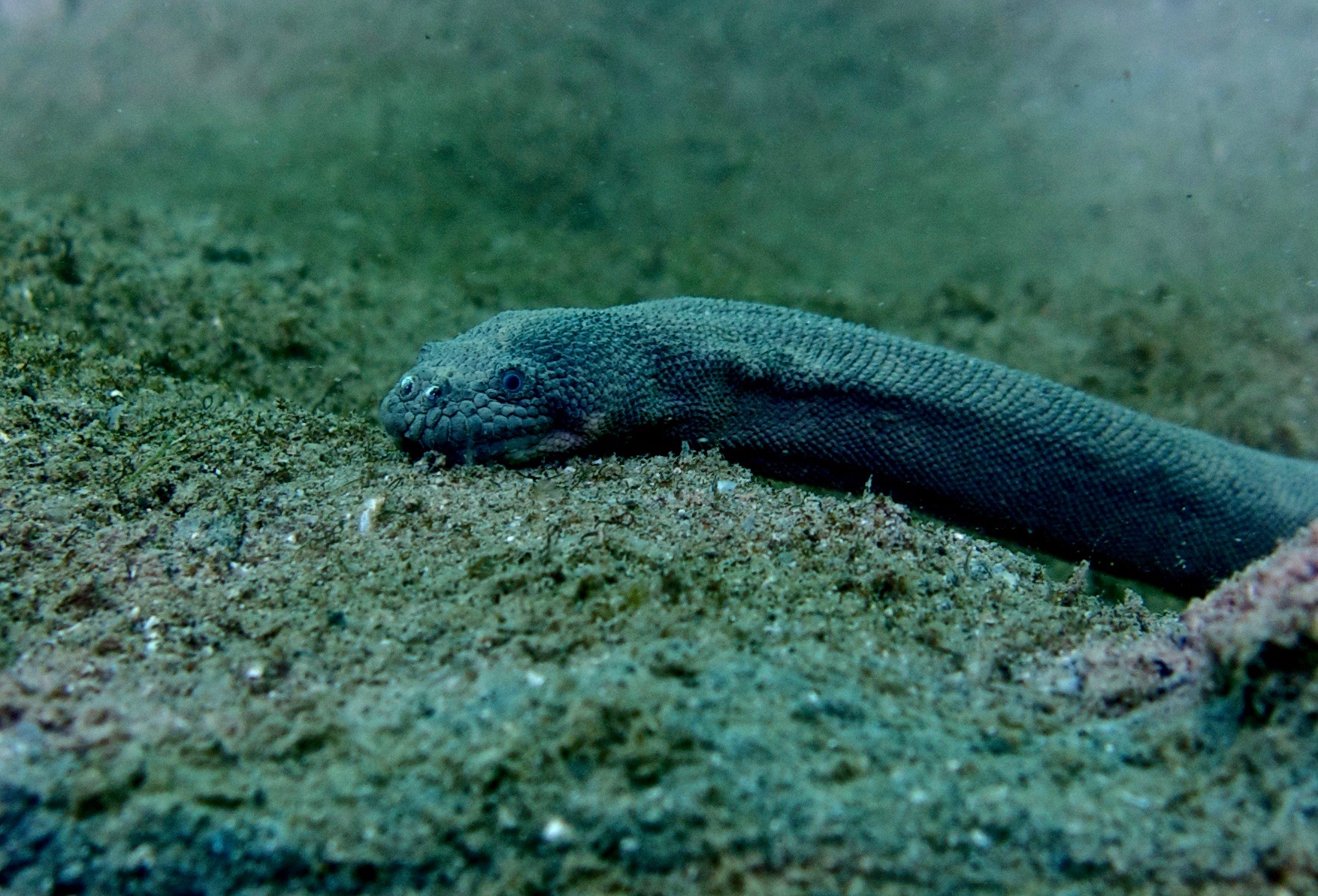 Banded File Snake_Stephan Beng