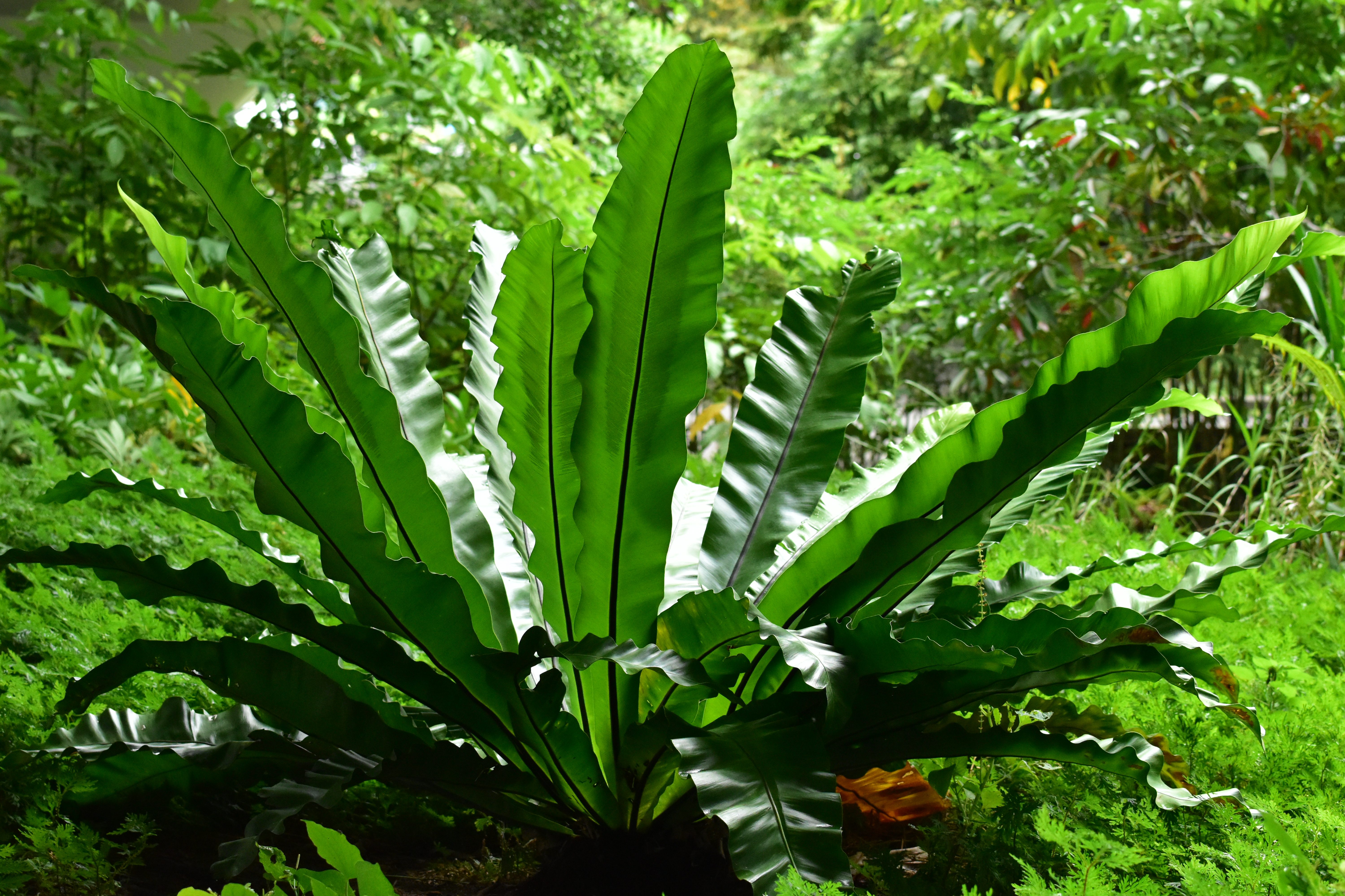 Bird_s Nest Fern (Asplenium nidus)_Jeanne Tan