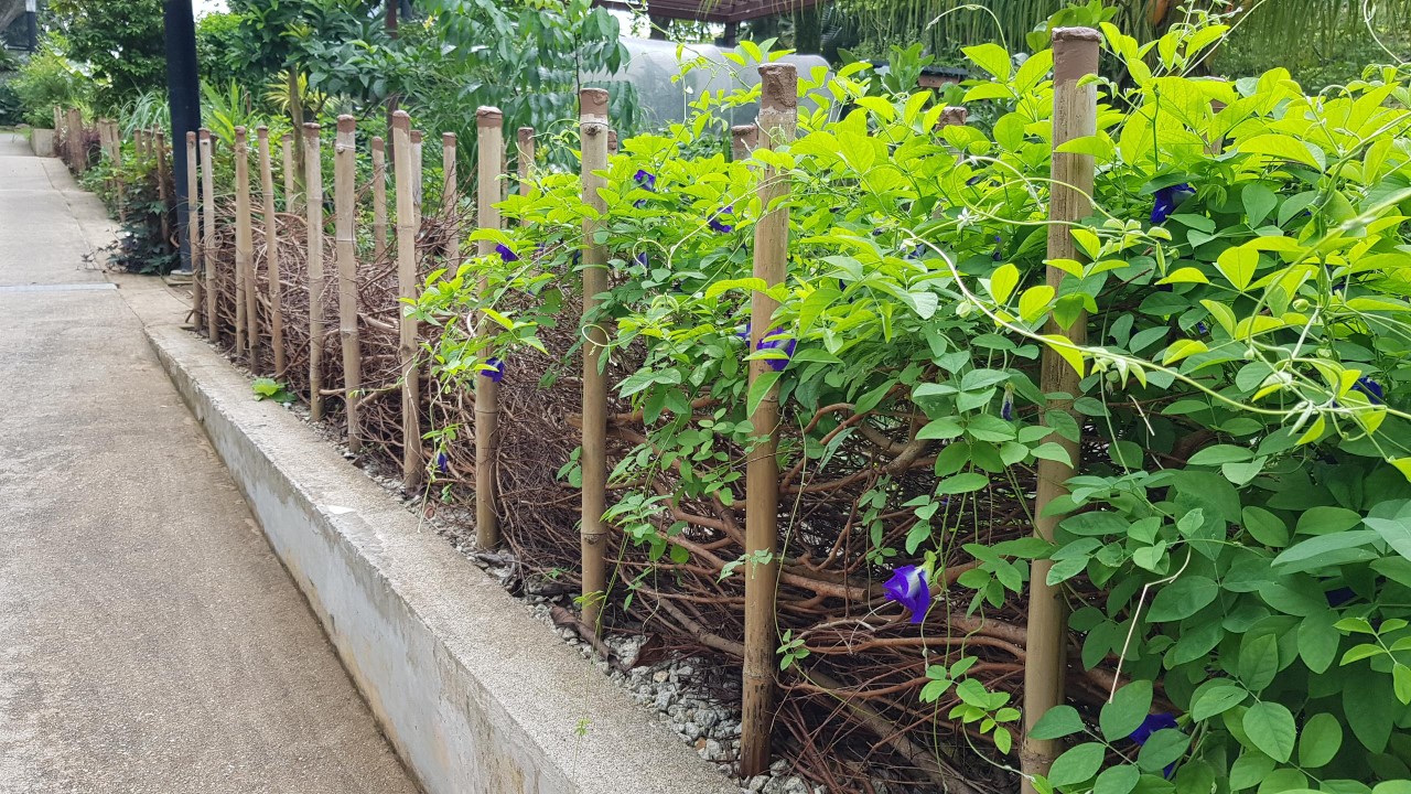 blue pea climbing