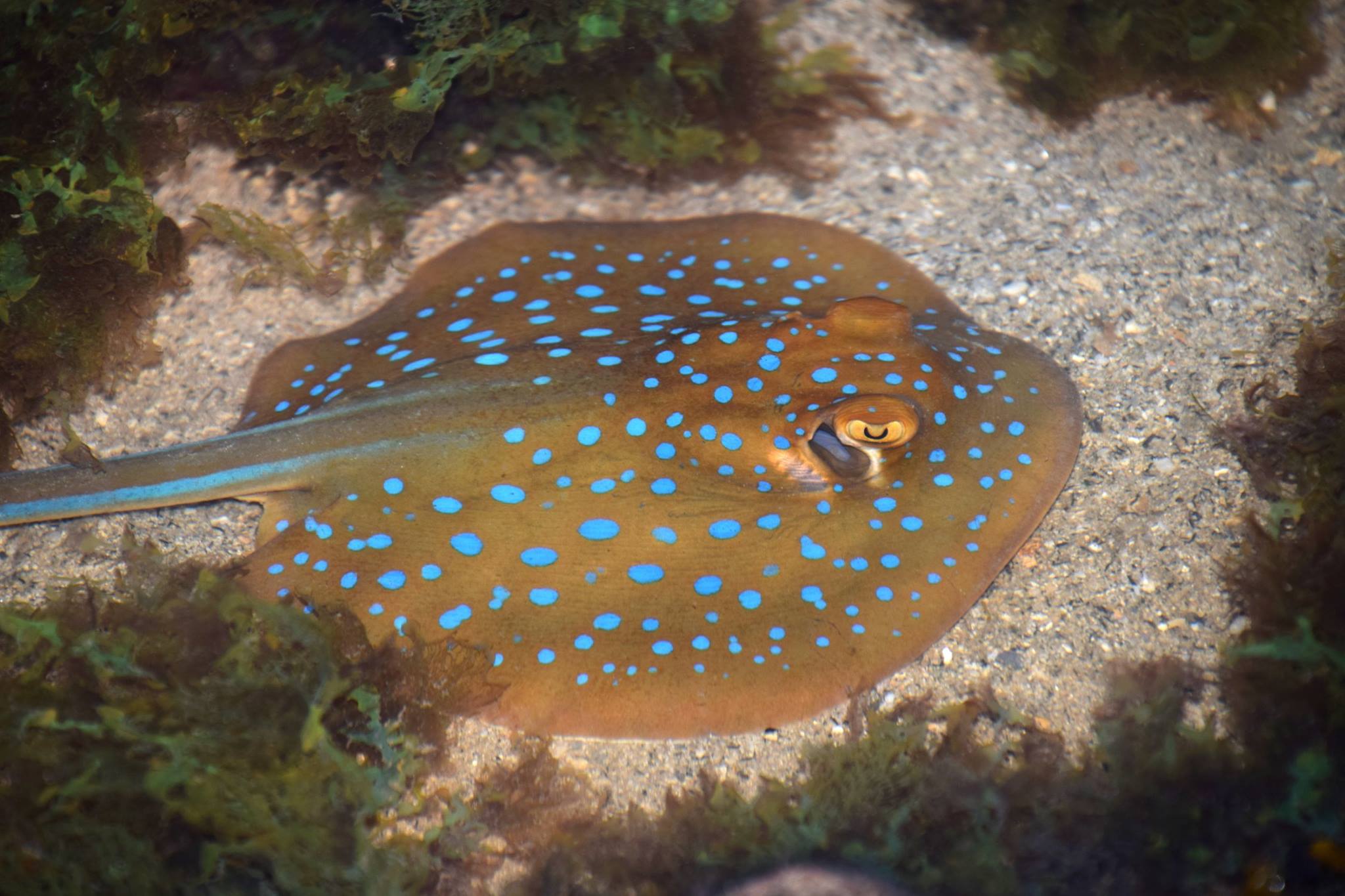 Blue-spotted fantail ray_Dayna Cheah