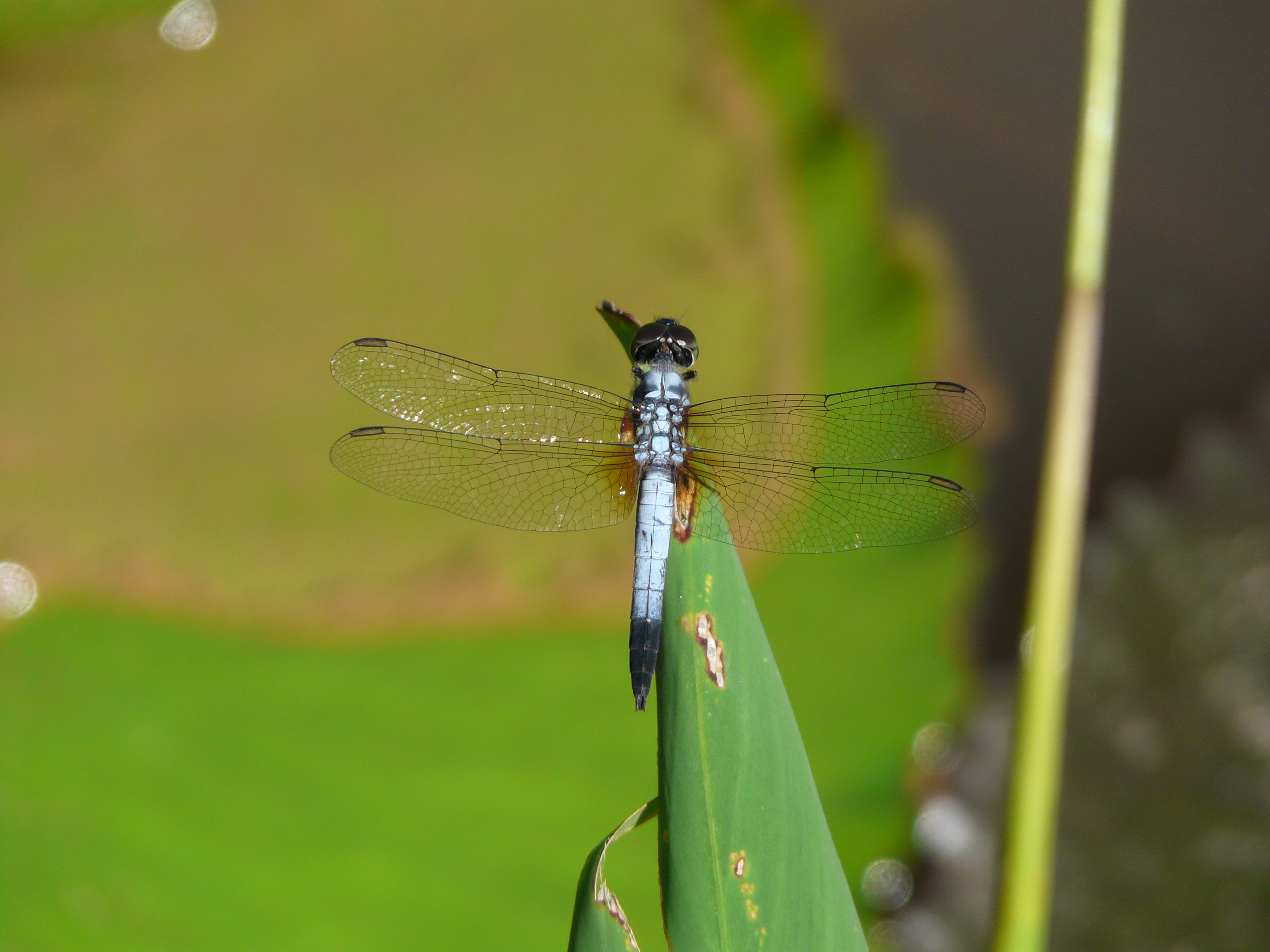 Brachydiplax chalybea  Blue Dasher  male