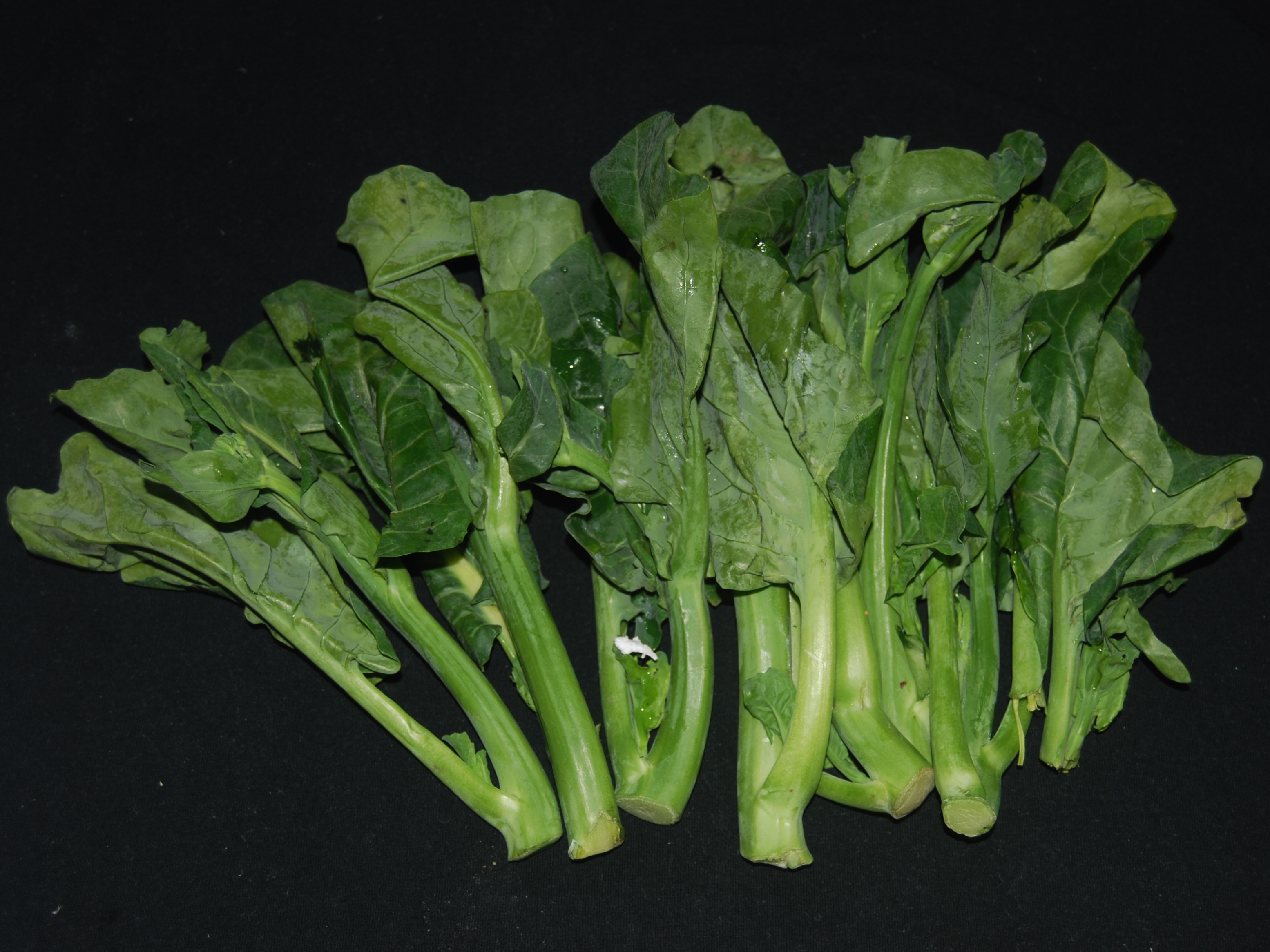 Brassica oleracea Alboglabra Group kailan_Jennie Tang