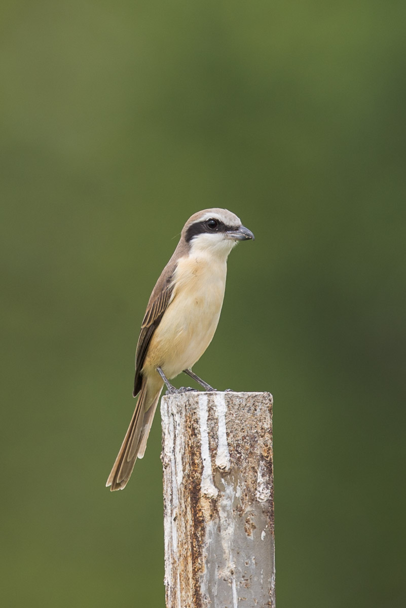 Brown Shrike-FY1X0755-116EOS1D-140501