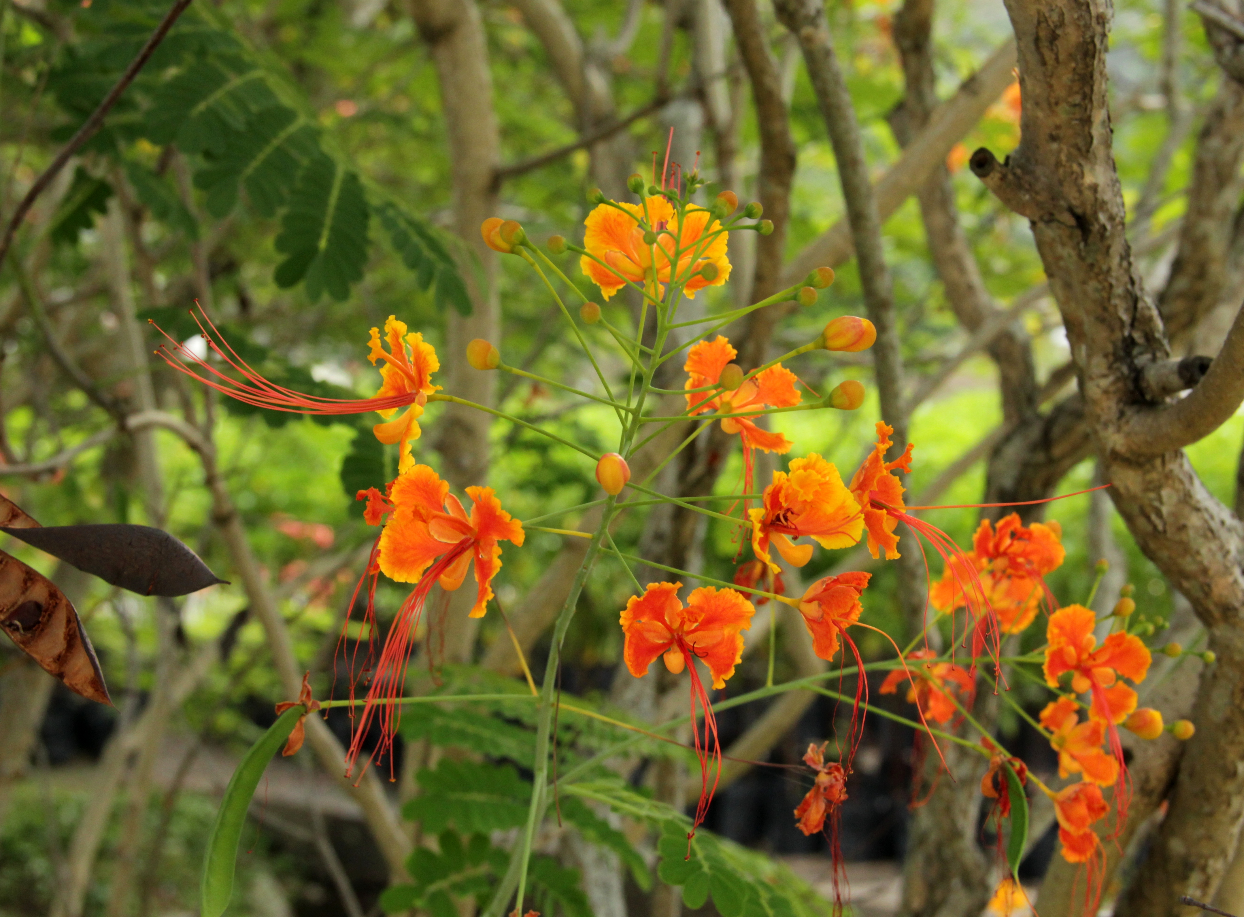 Caesalpinia pulcherrima_ 2_ Arthur Ng_ flower