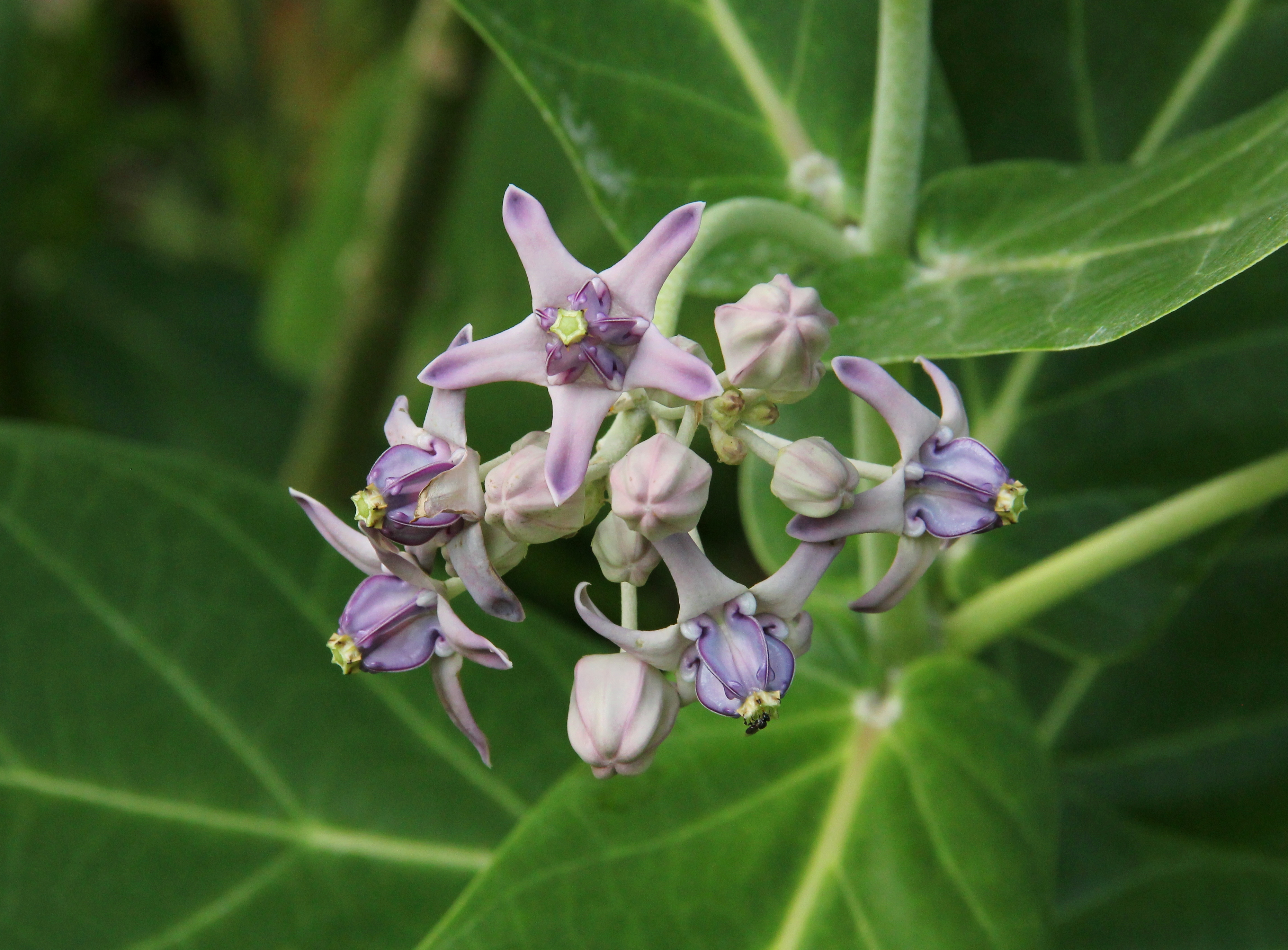 Calotropis gigantea_Arthur Ng