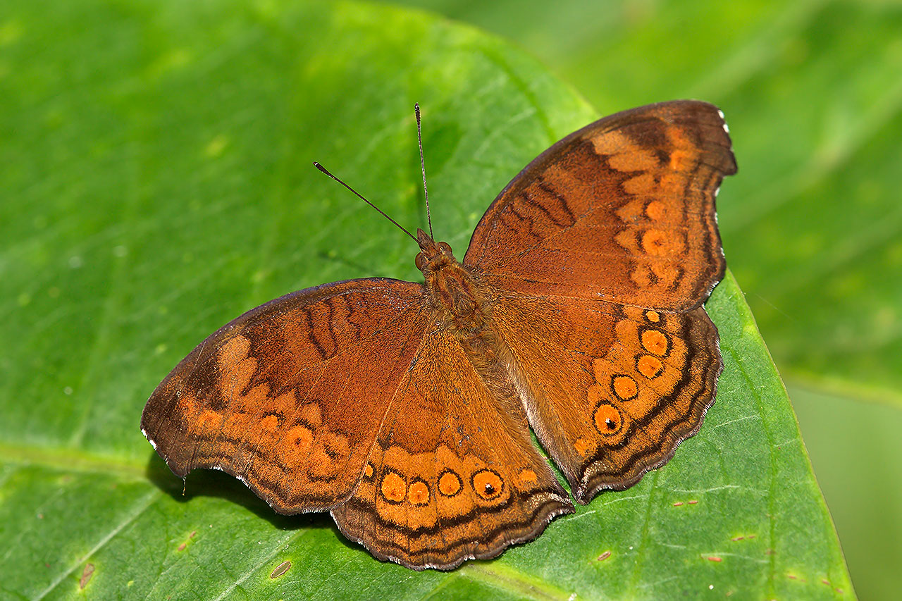 Chocolate-Pansy-(Junonia-hedonia-ida)---Khew-SK