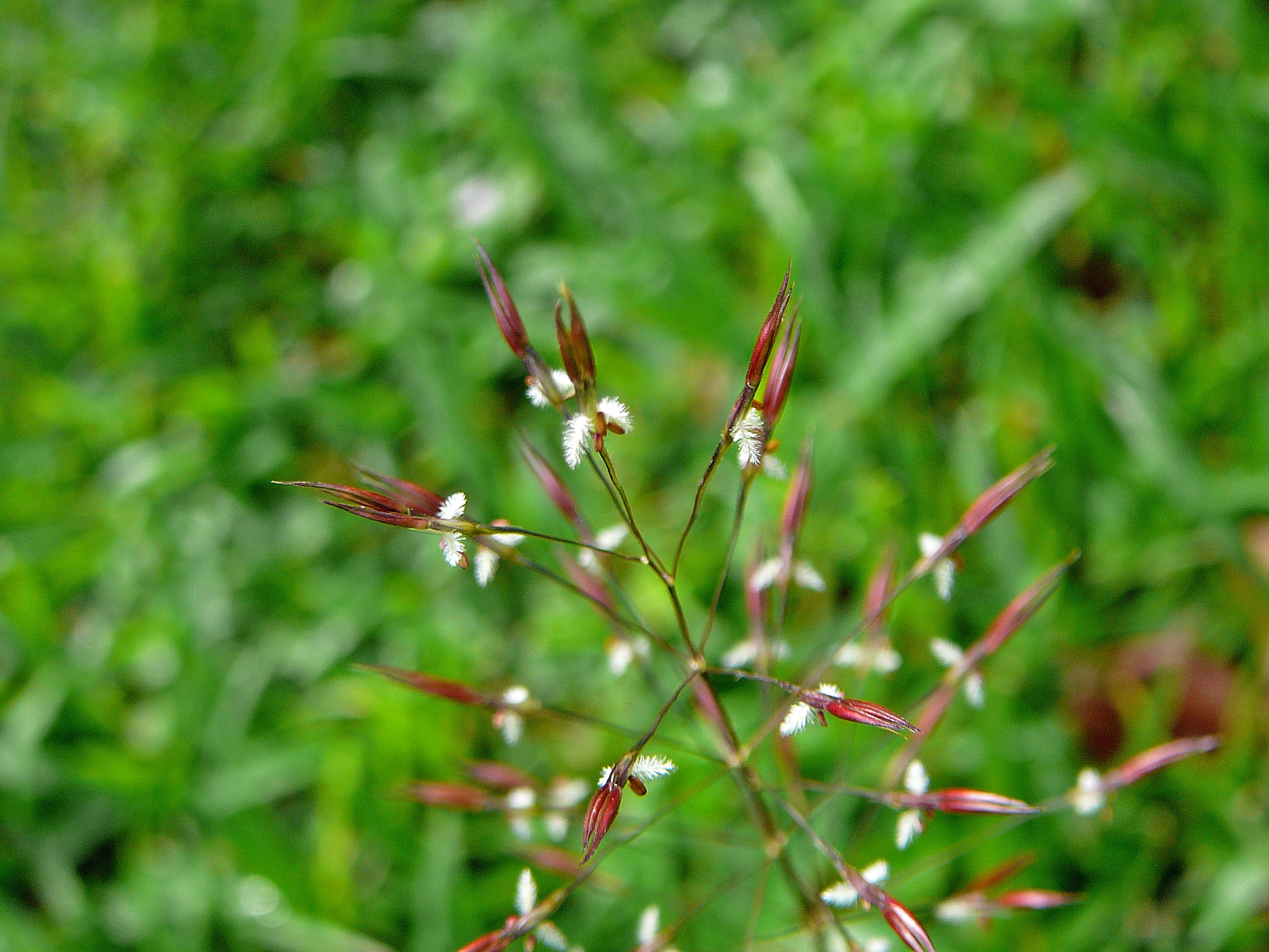 Chrysopogon aciculatus (2)