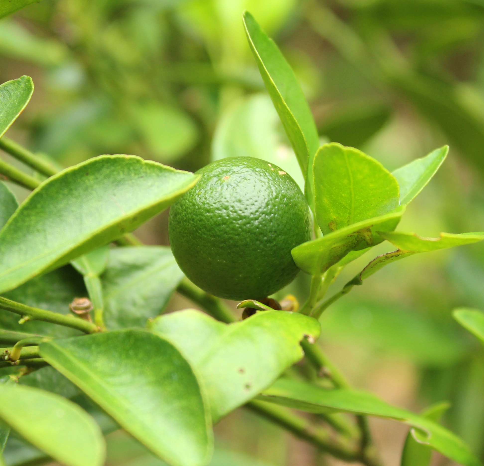 Citrus x aurantiifolia_Shi Biying