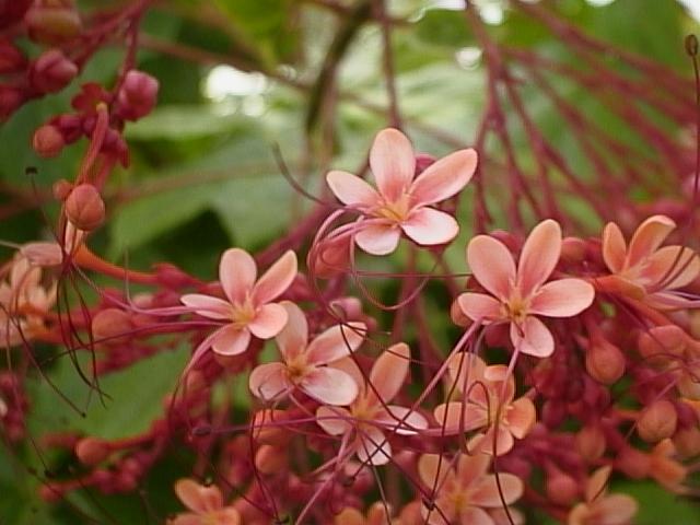 Clerodendrum paniculatum_1_ Boo Chih Min_ flower