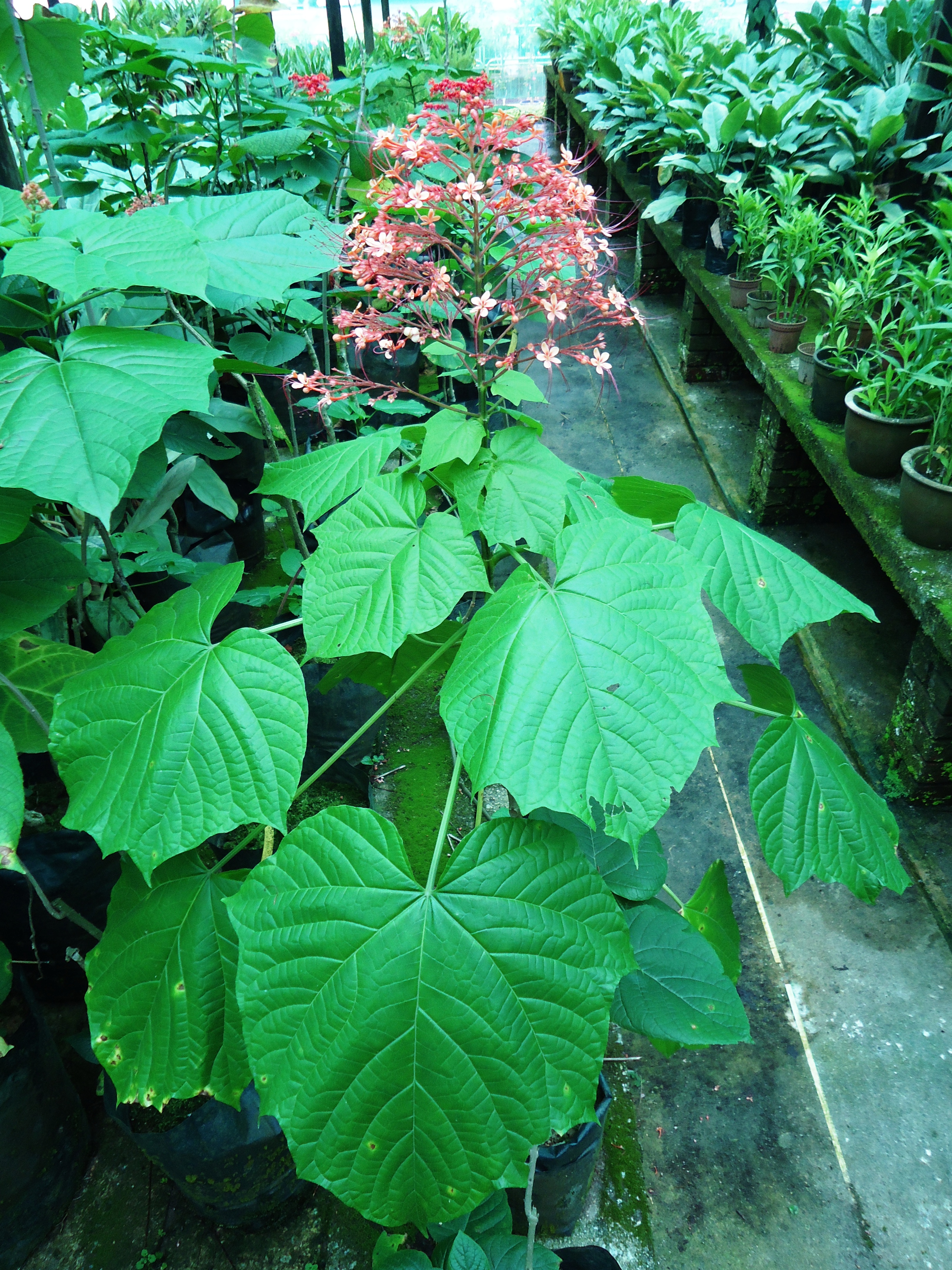 Clerodendrum paniculatum_2_ plant