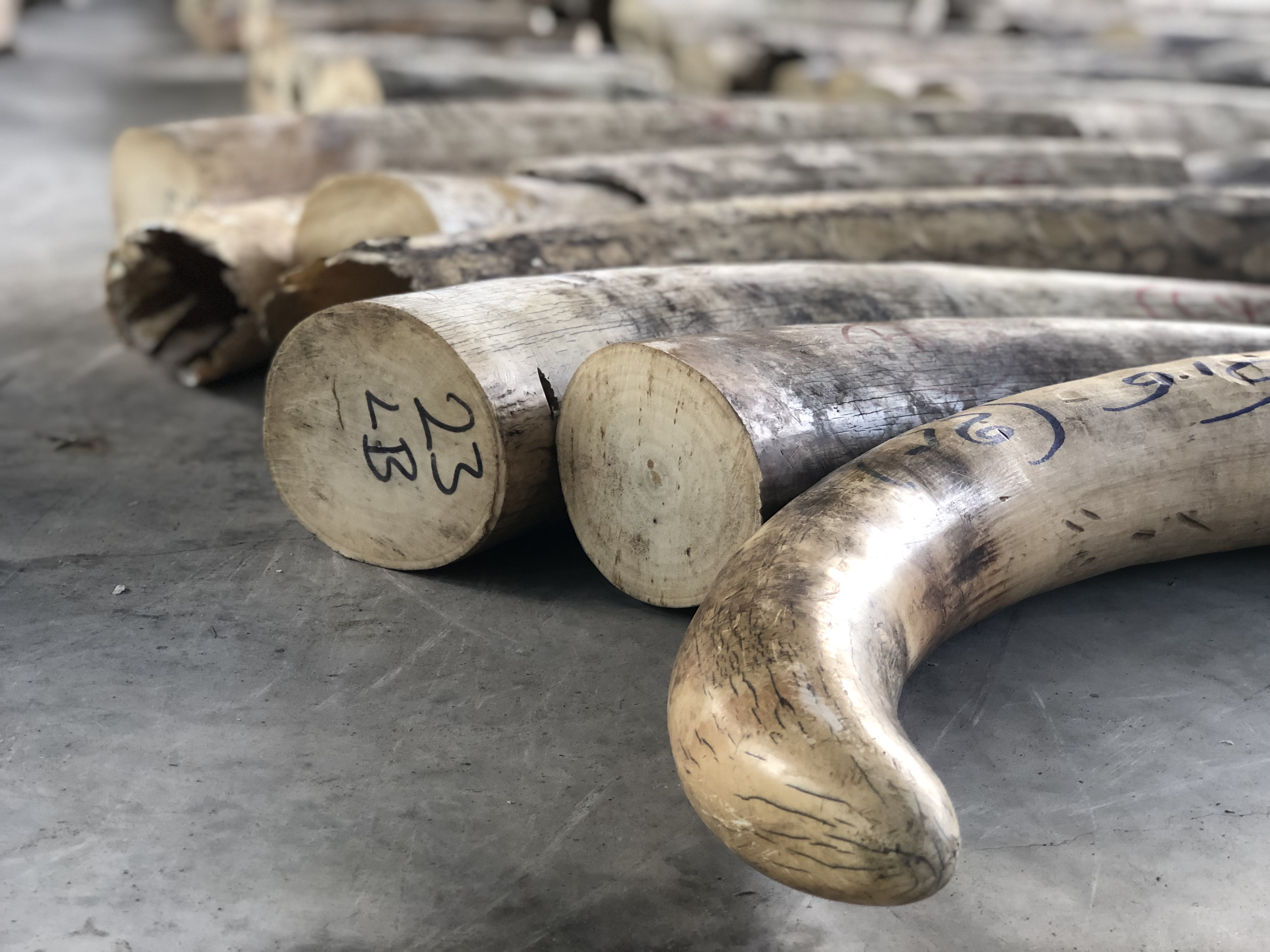 Close Up of Ivory Tusks (for SM)