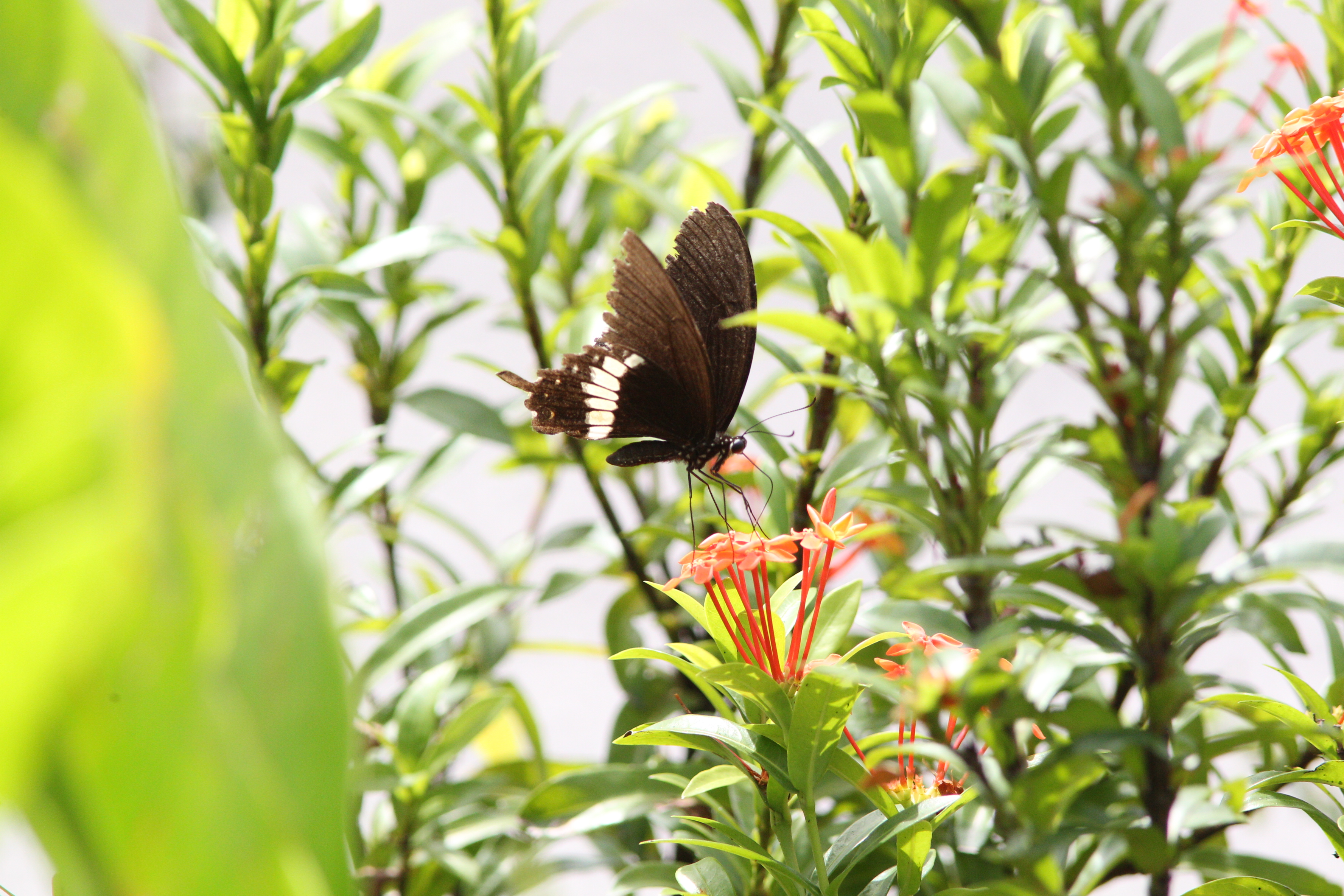 Common mormon on Ixora