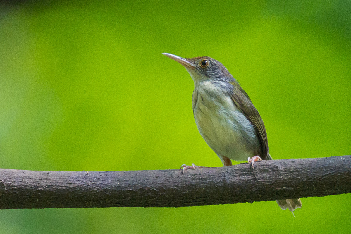 Common Tailorbird-FYAP7321-103EOS1D-110615