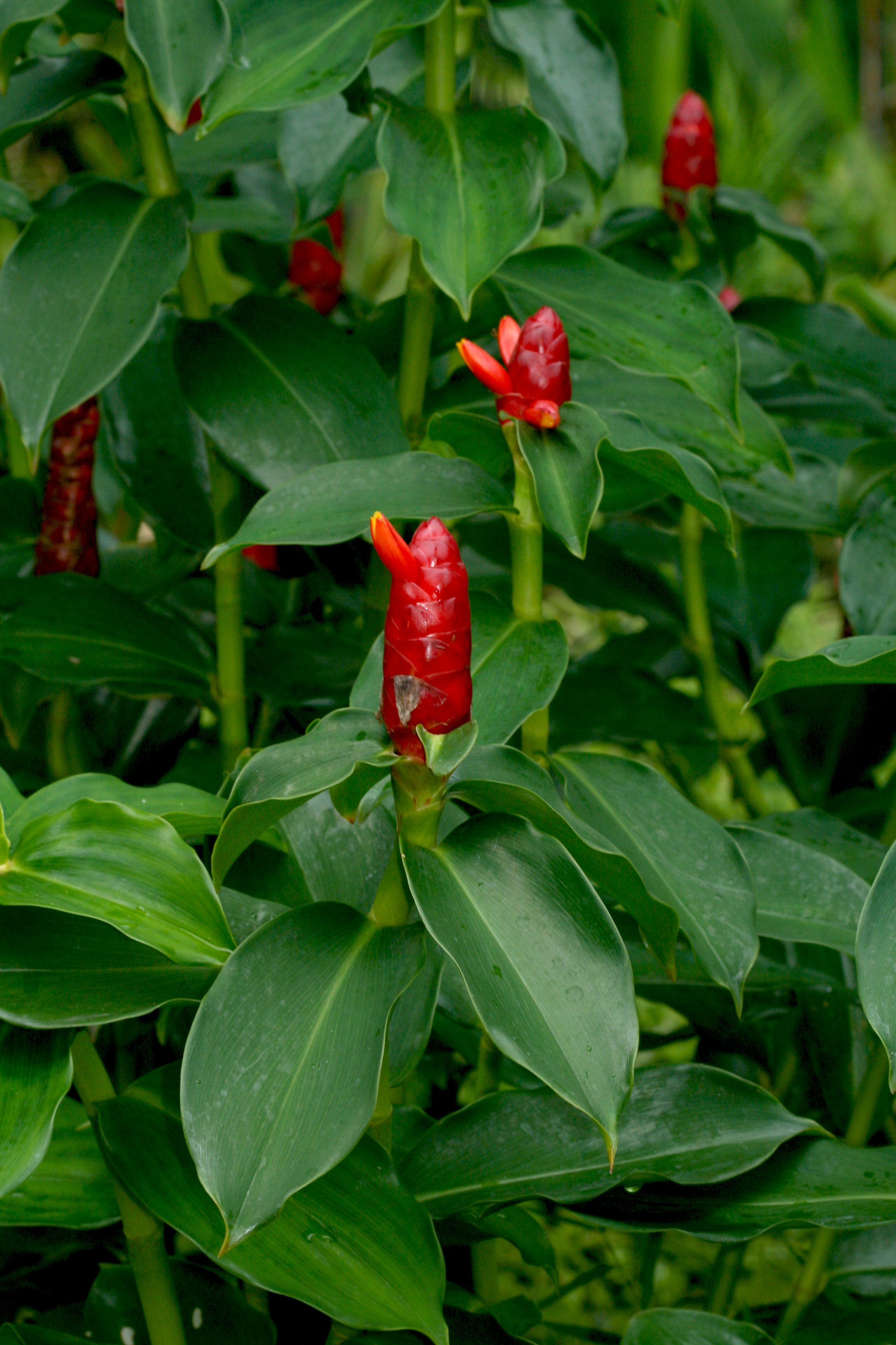 Costus woodsonii _Mervyn Tan