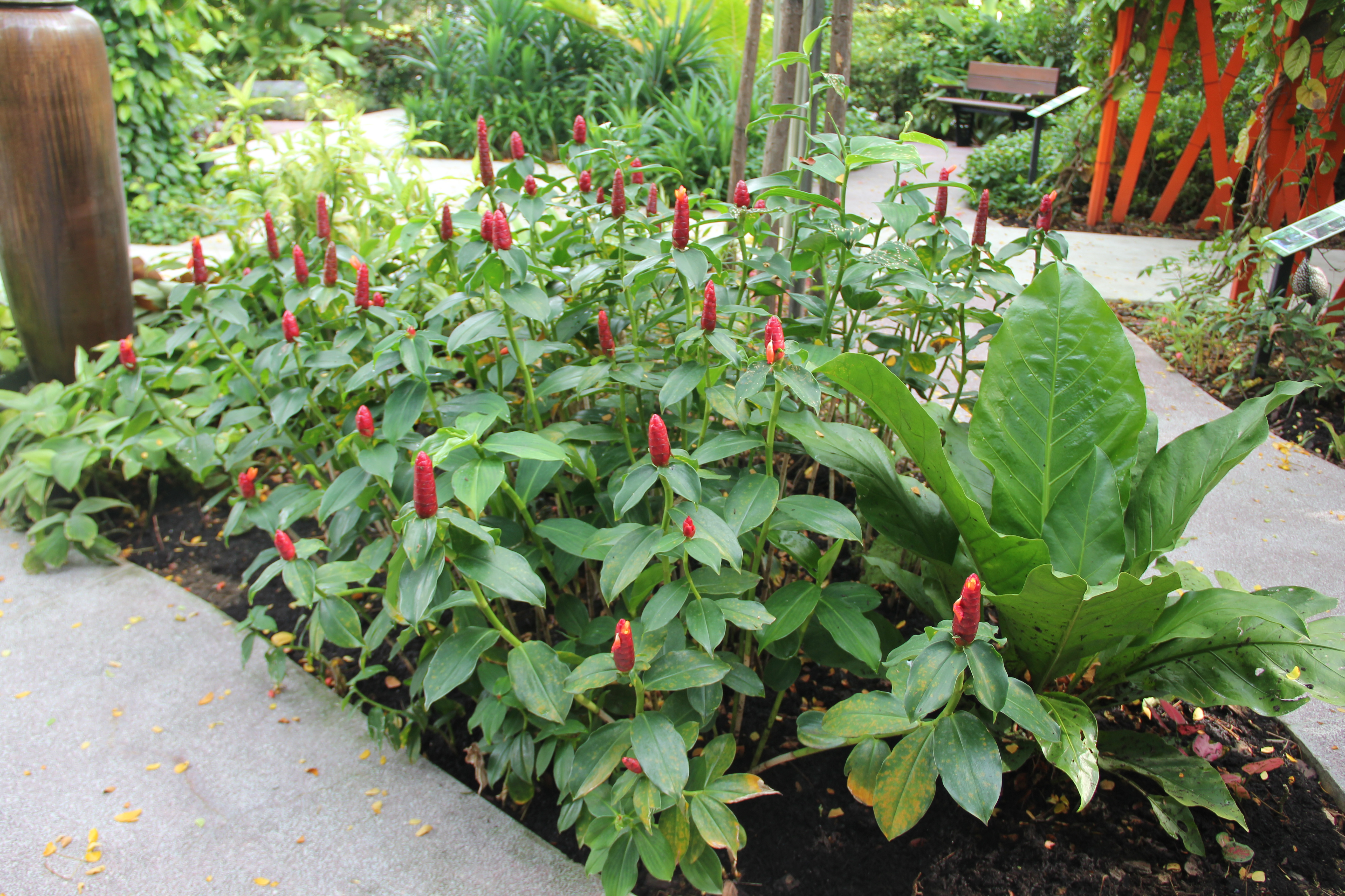 Costus woodsonii _Shi Biying