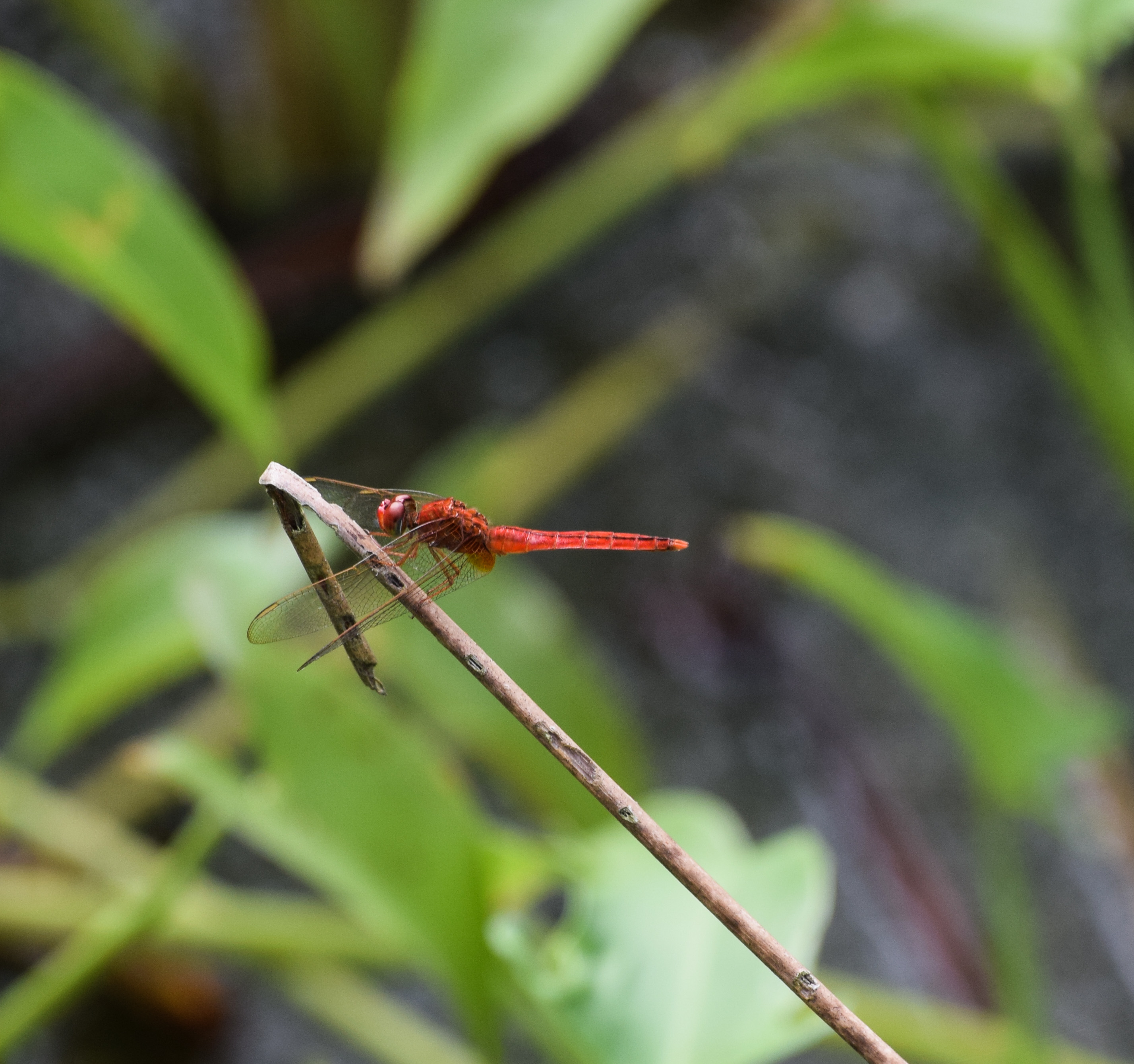 Crocothemis servilia_Common Scarlet male_PSG