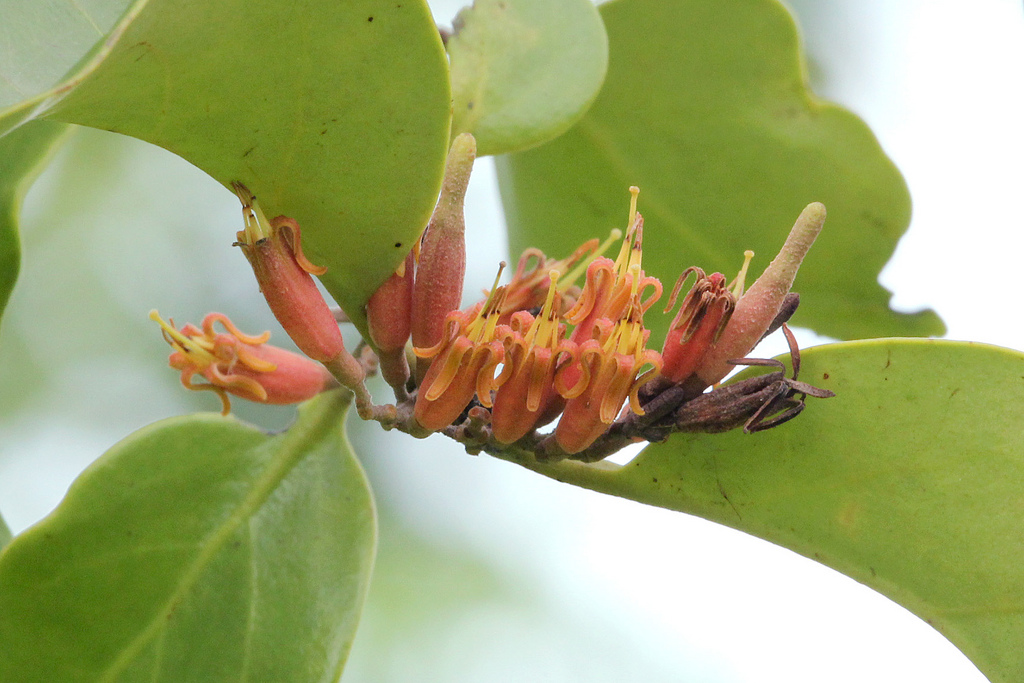 Dendrophthoe pentandra_Teo Siyang