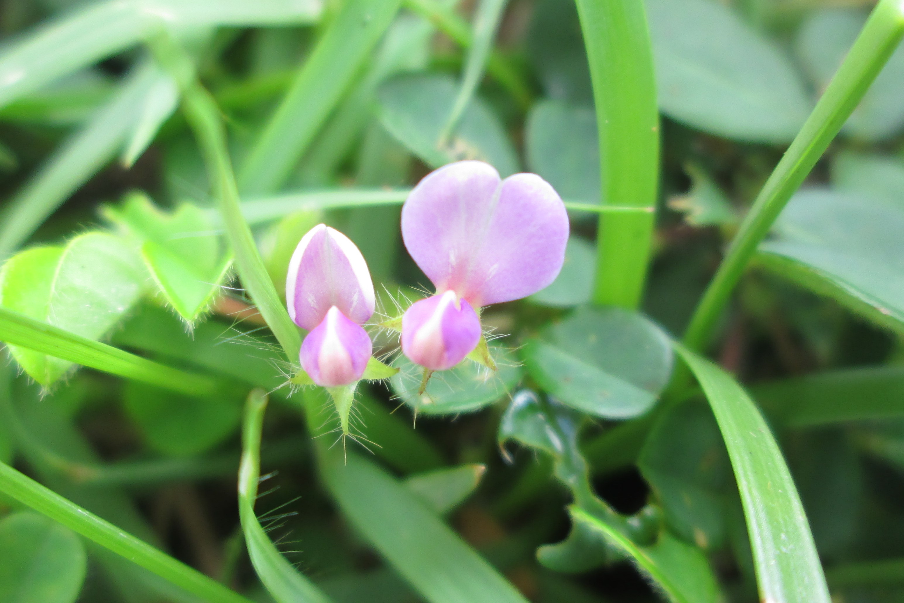 Desmodium heterophyllum_Ying Wei Jong