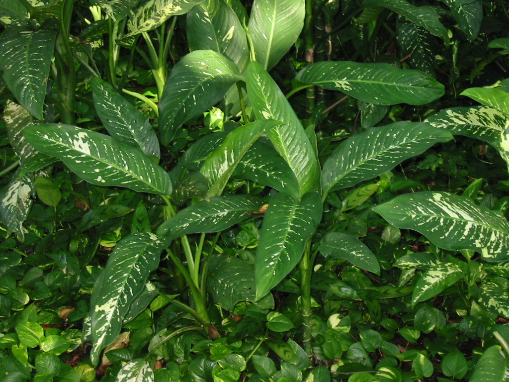 Dieffenbachia amoena