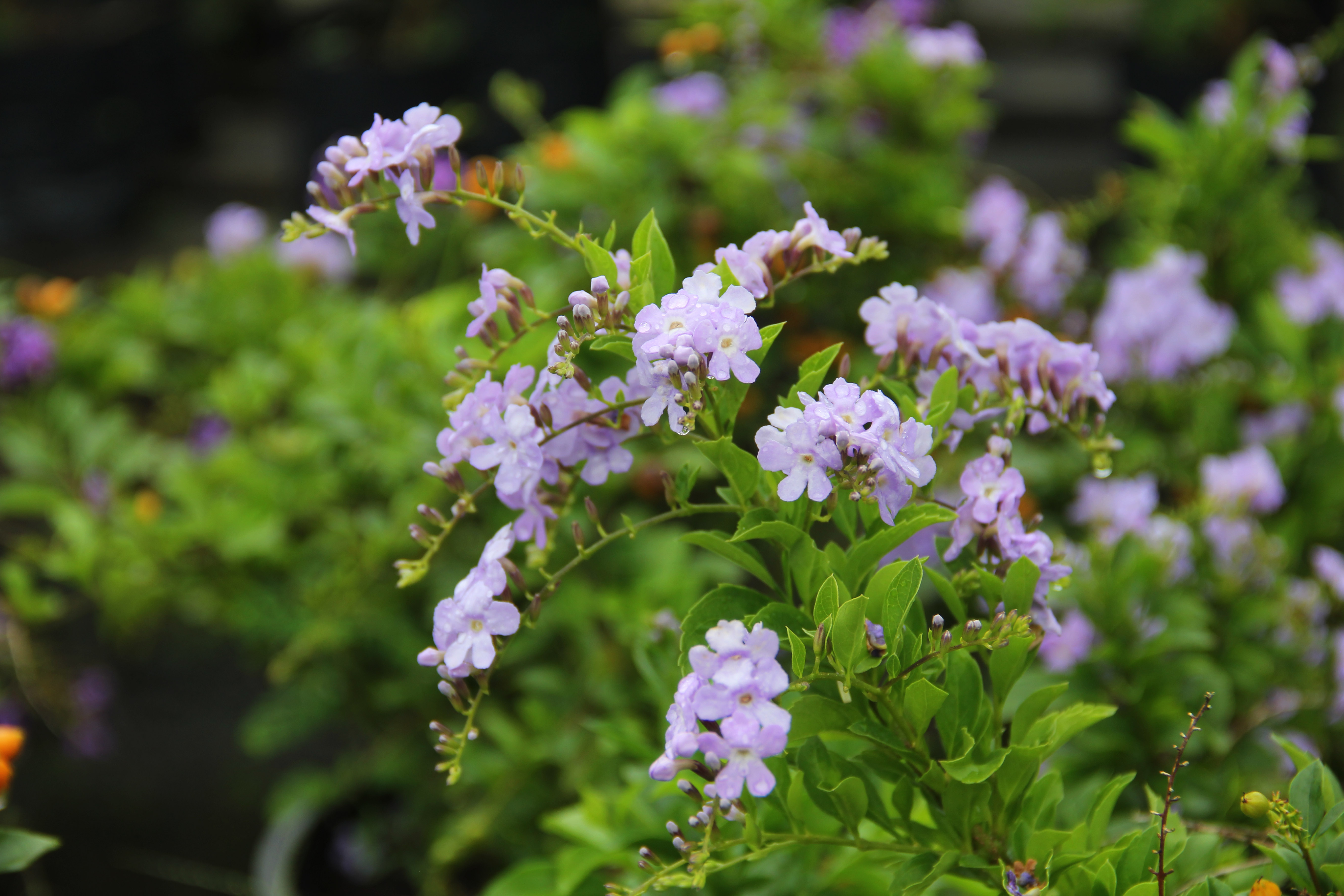 Duranta erecta_ Pauline Tay