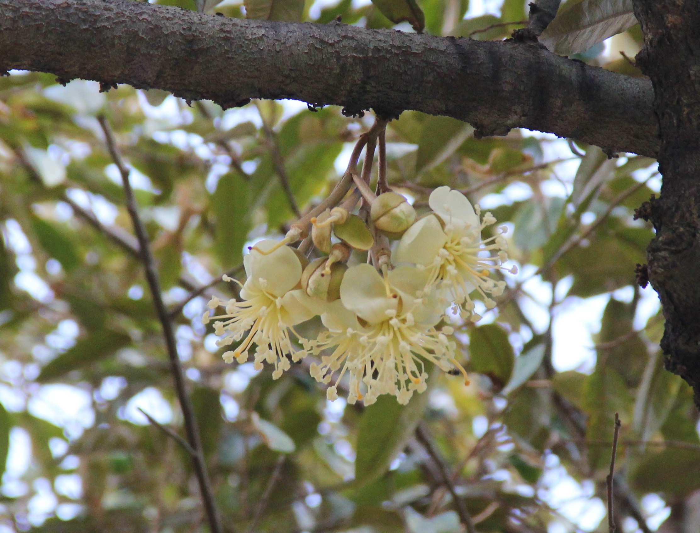 Durio zibethinus_ 3_ Jessica Teo_ flower