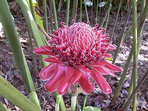 Etlingera elatior (Red)