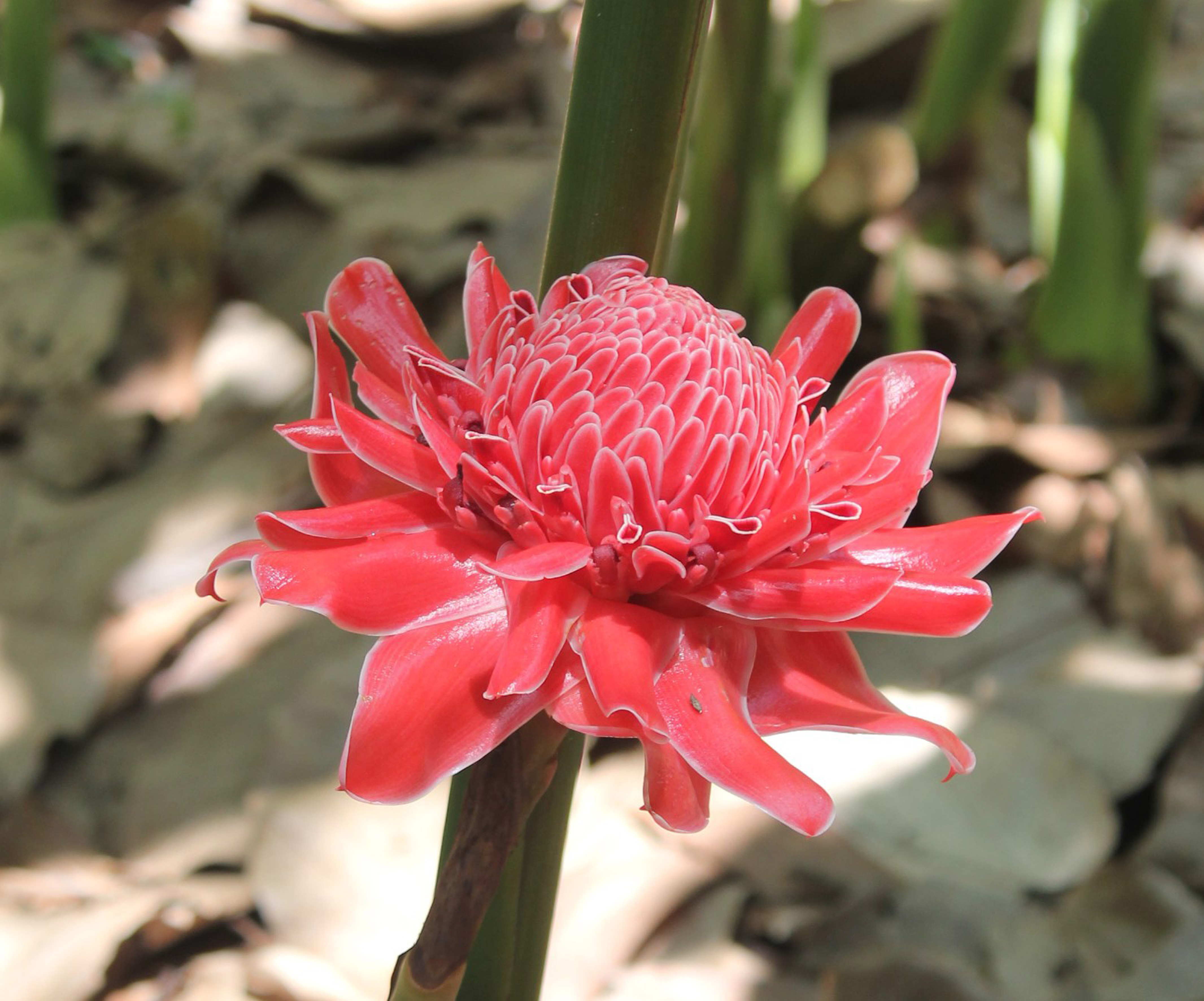 Etlingera elatior Red_Pauline Tay