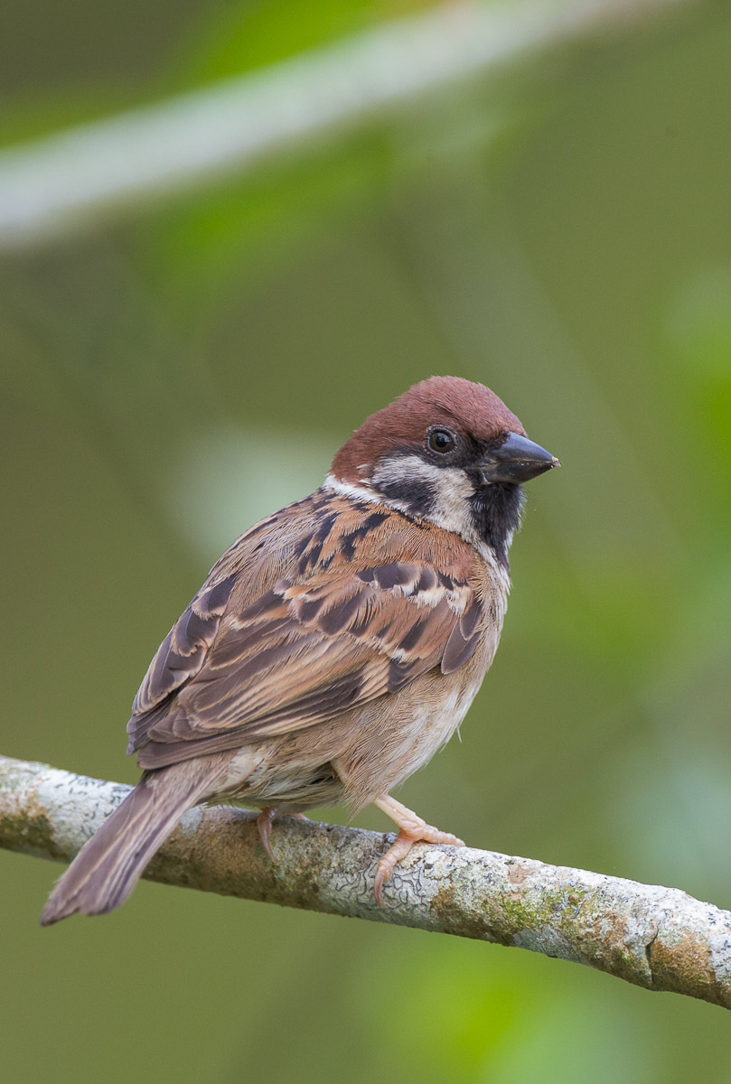 Eurasian Tree Sparrow-FYAP5601-101EOS1D-110401