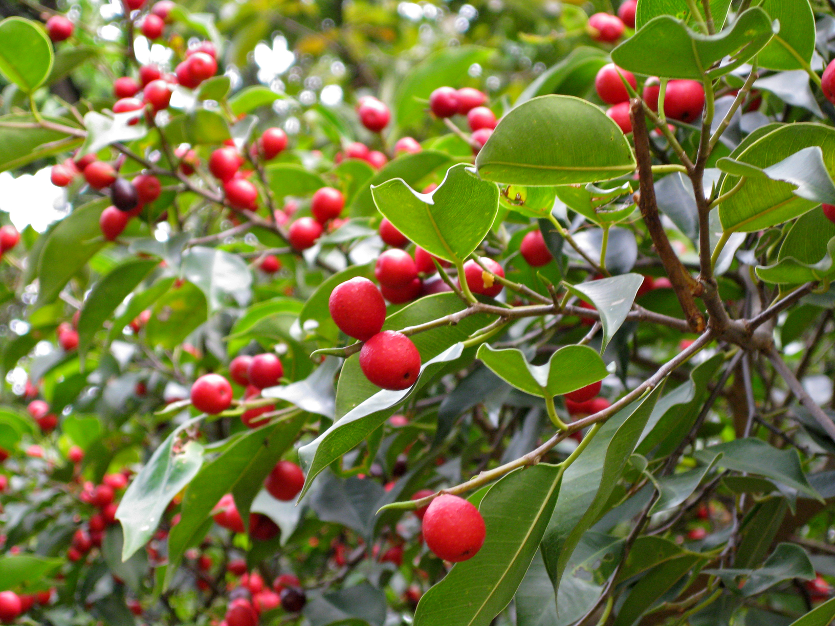 Ficus benjamina_ 1_ Ricky Yeo_ fruit